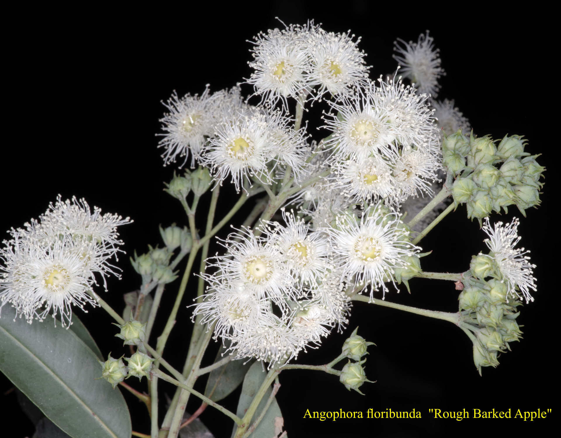 Angophora Costata