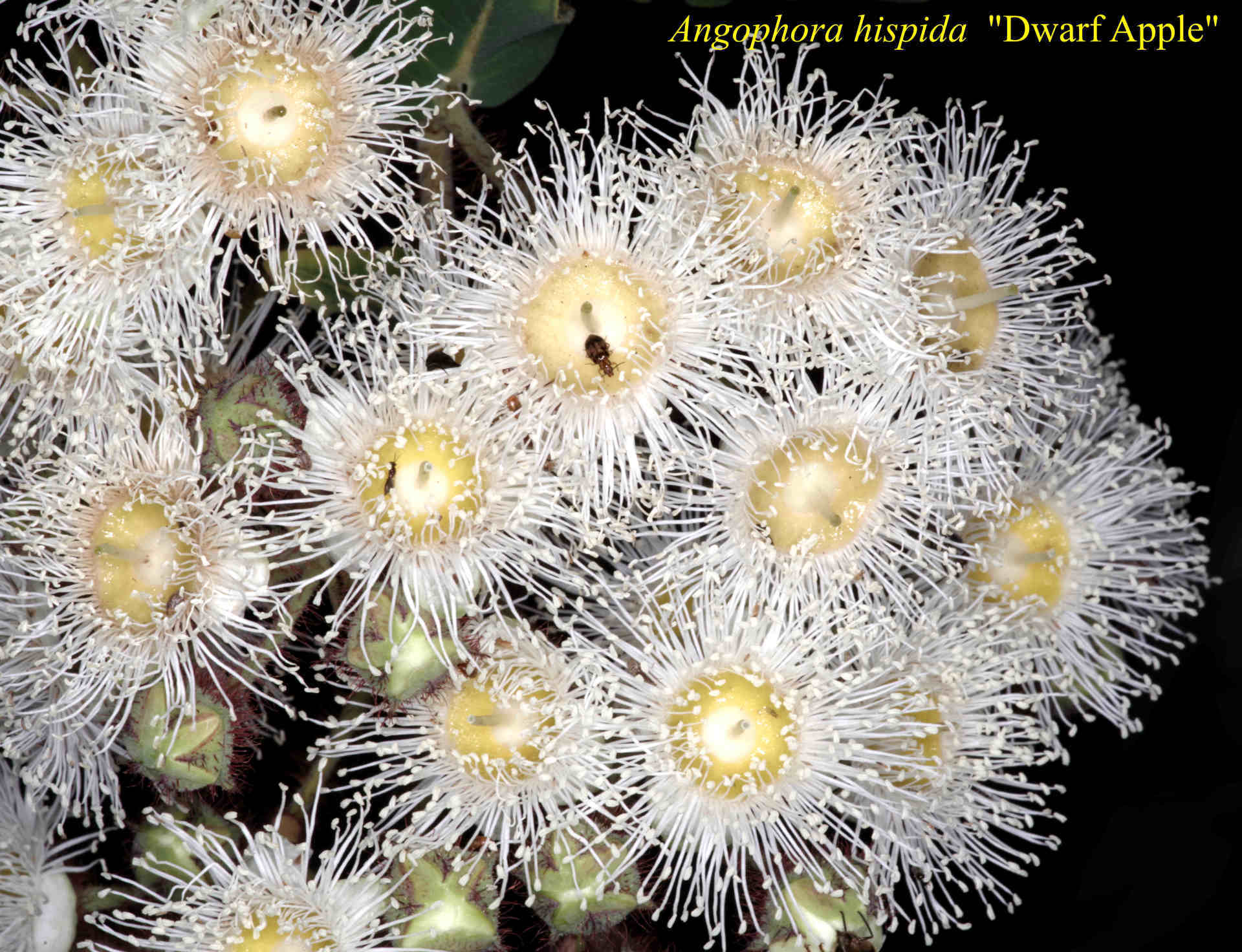 Angophora Costata