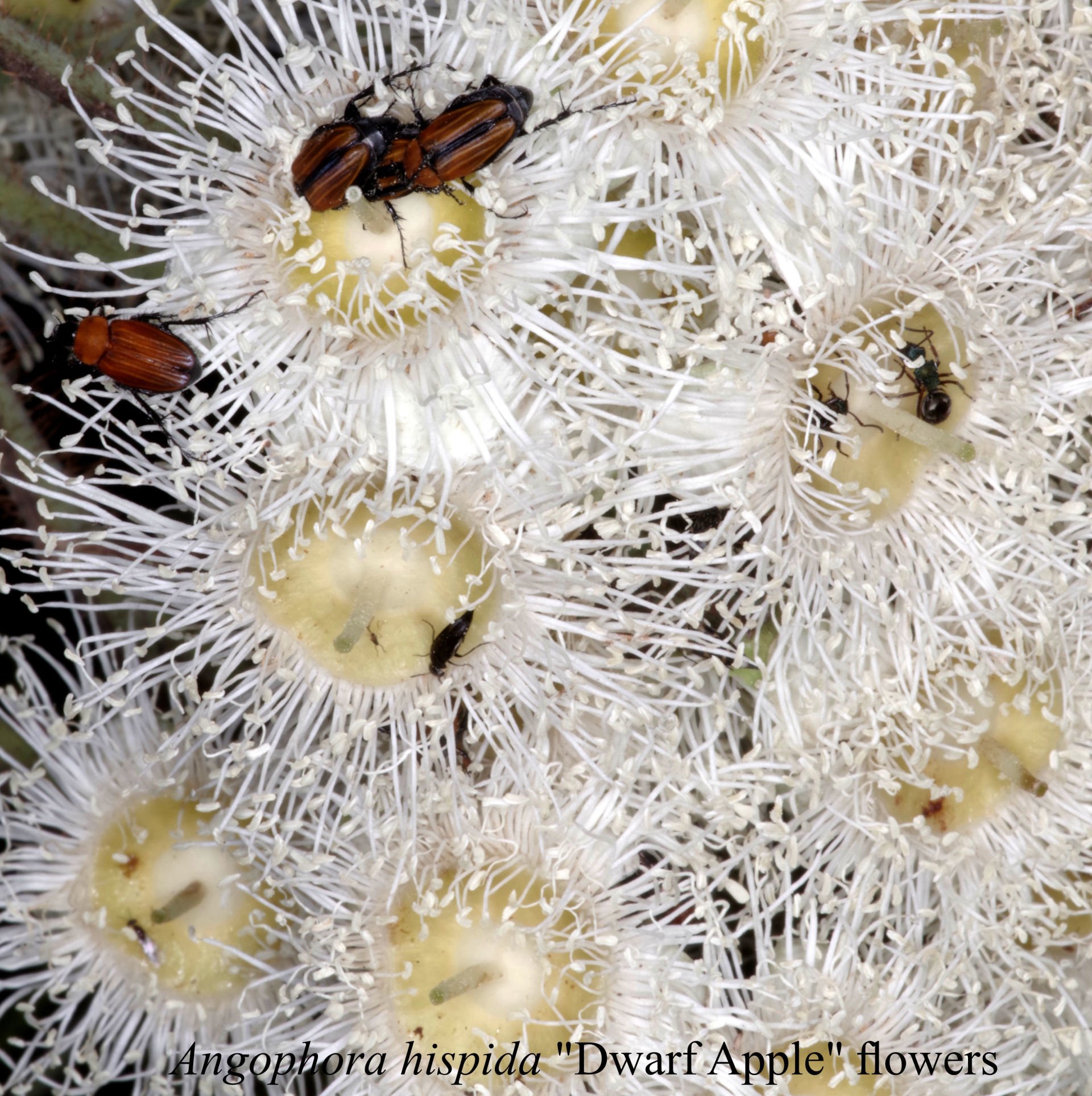 Angophora Costata
