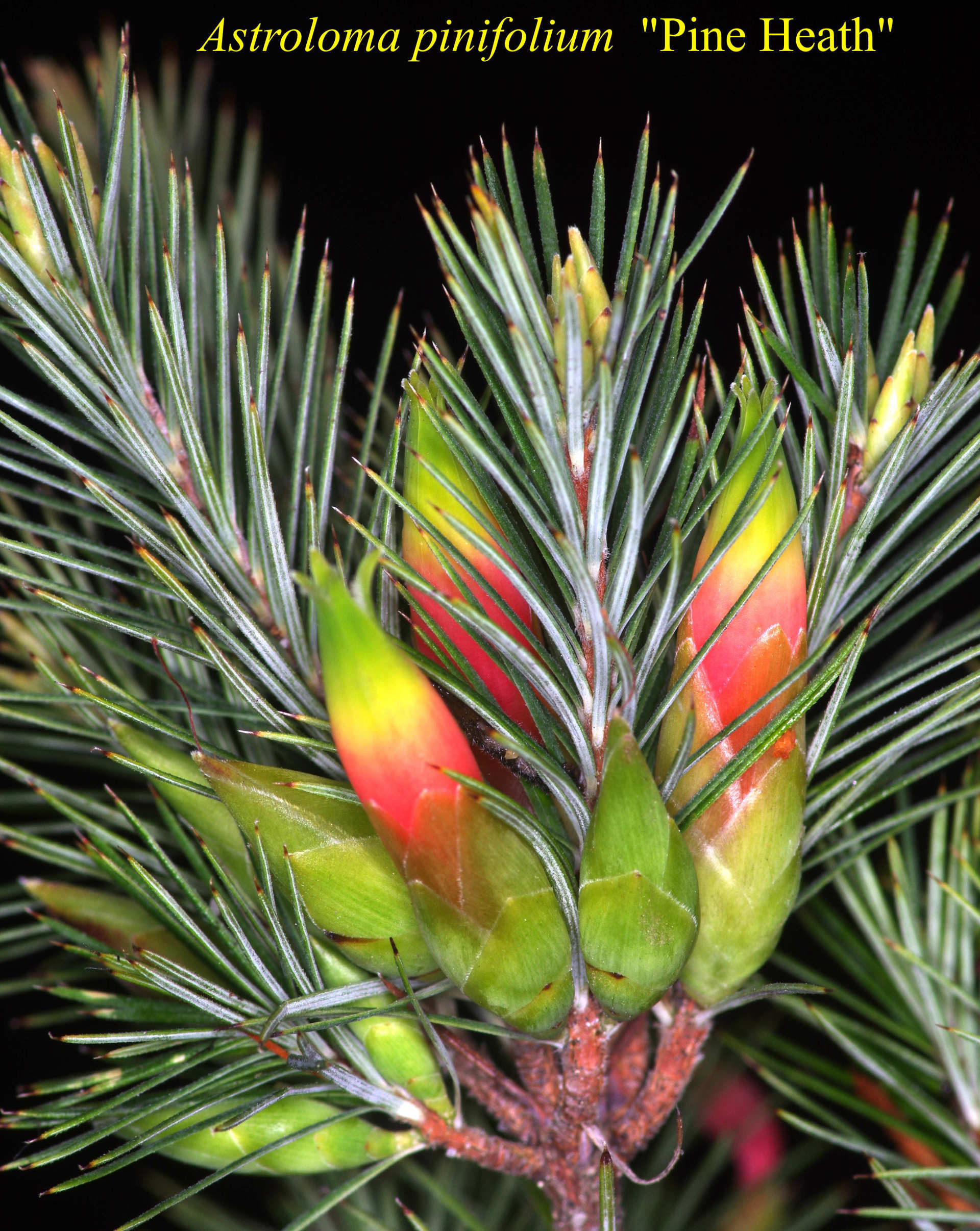 Astroloma Pinifolium