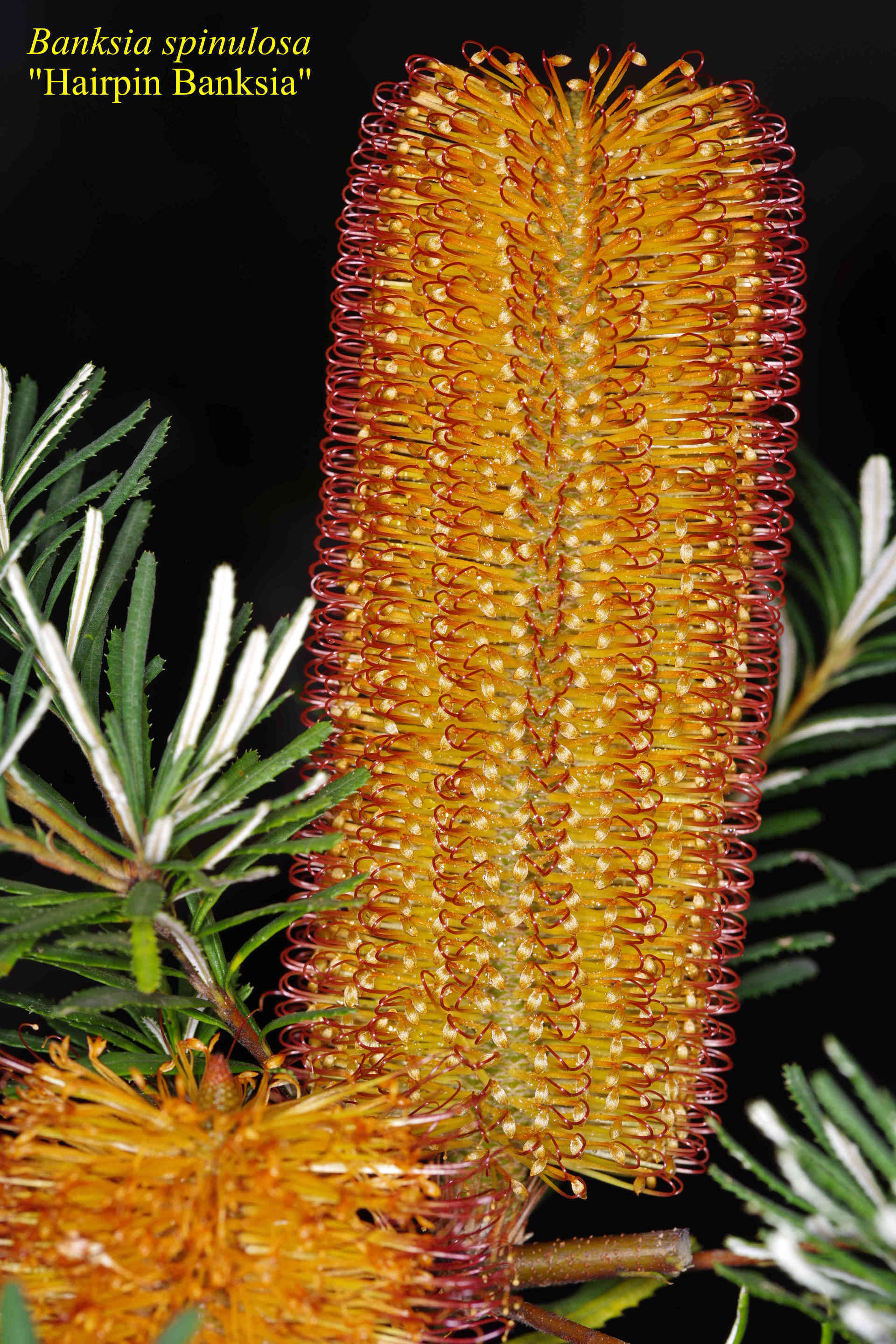 Banksia+spinulosa
