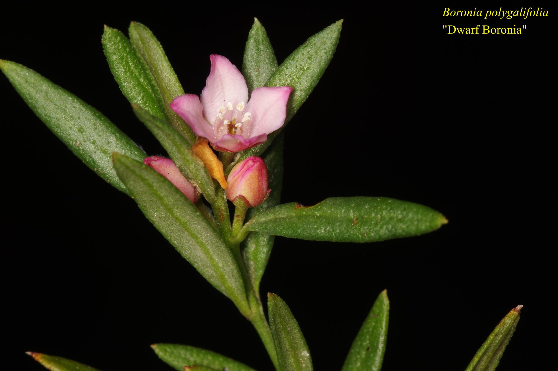 Boronia Polygalifolia