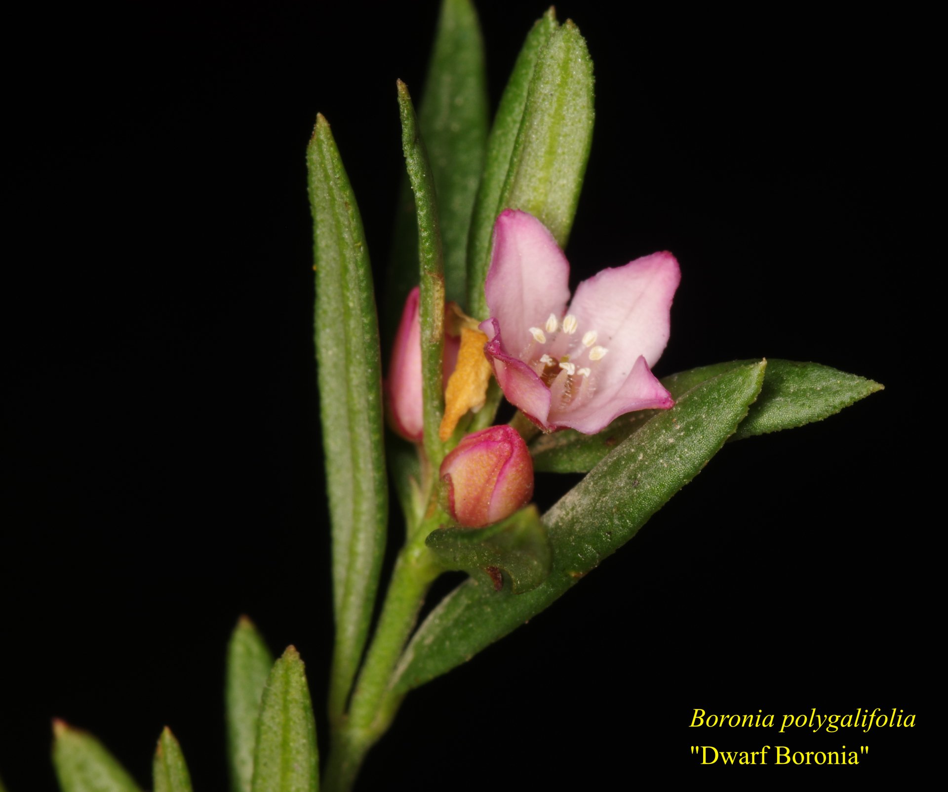 Boronia+polygalifolia