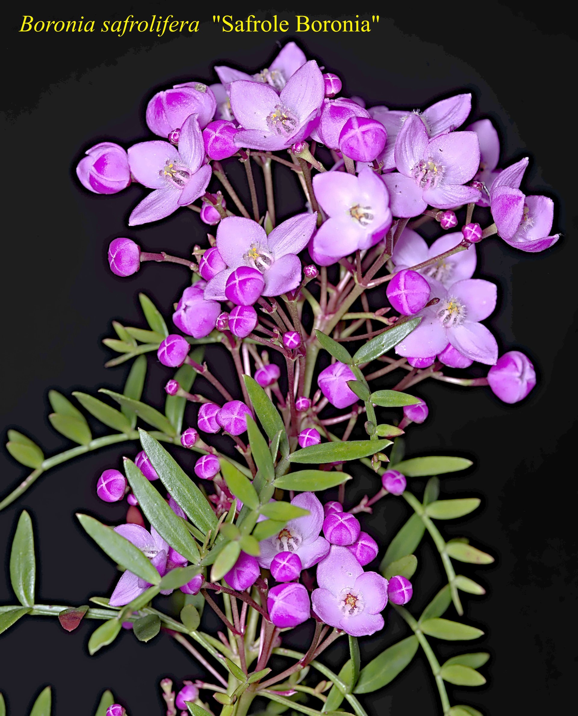 Boronia+saffrolifera