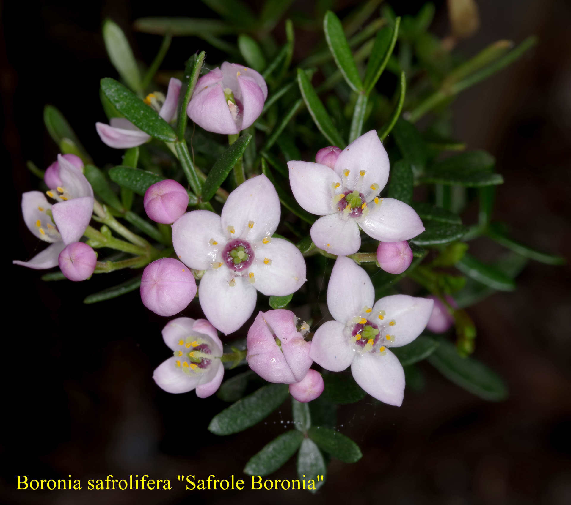 Boronia+safroliffera