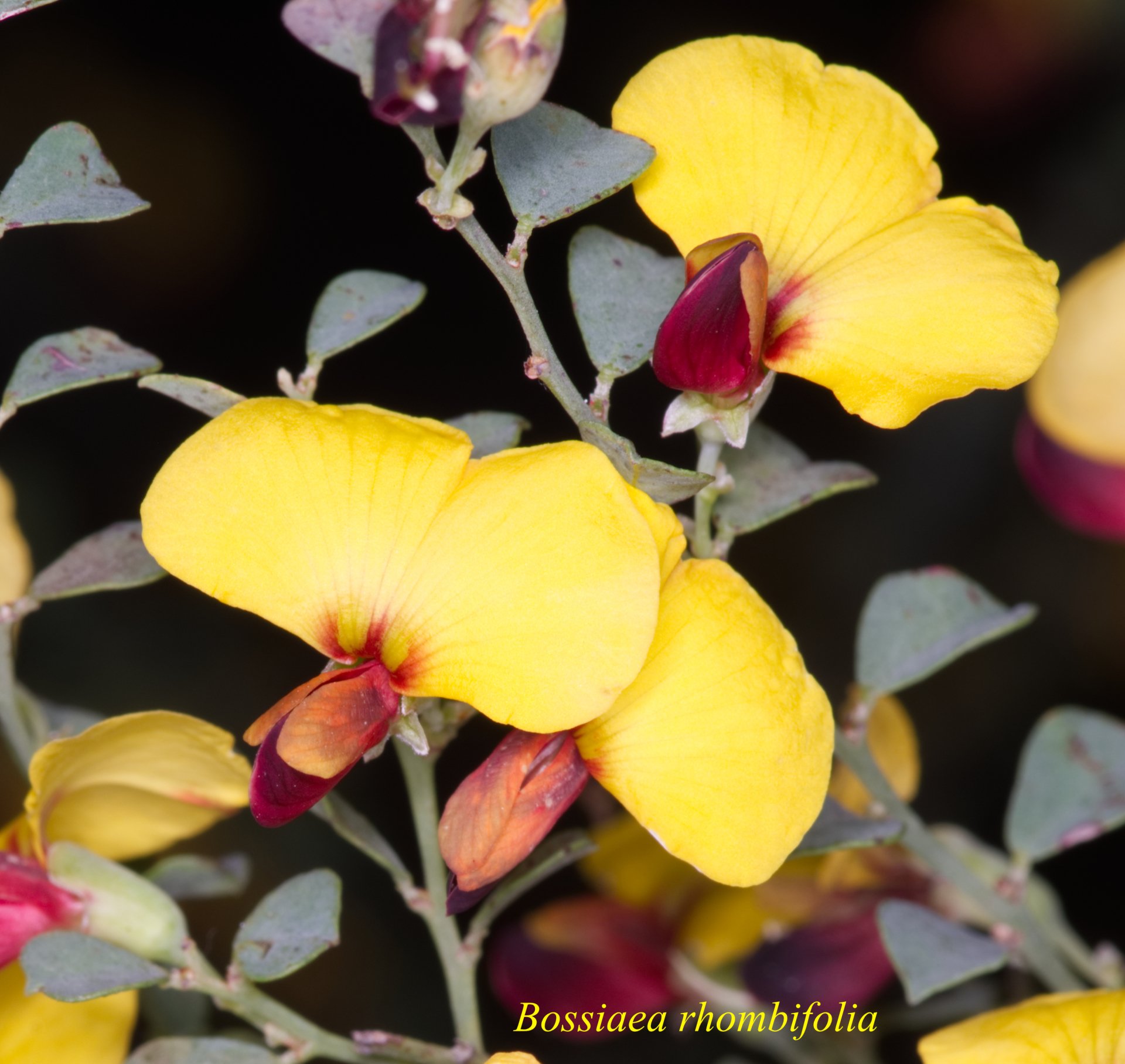 Bossiaea Rhombifolia