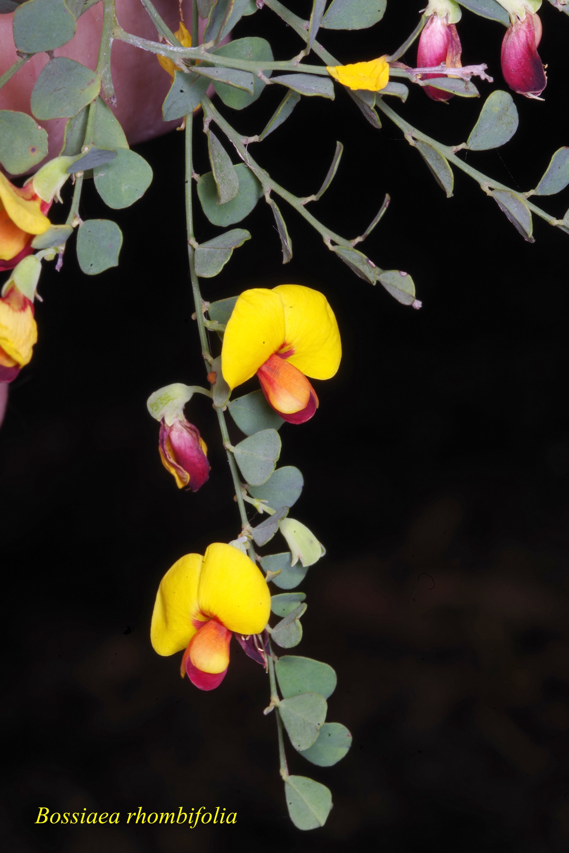 Bossiaea Rhombifolia