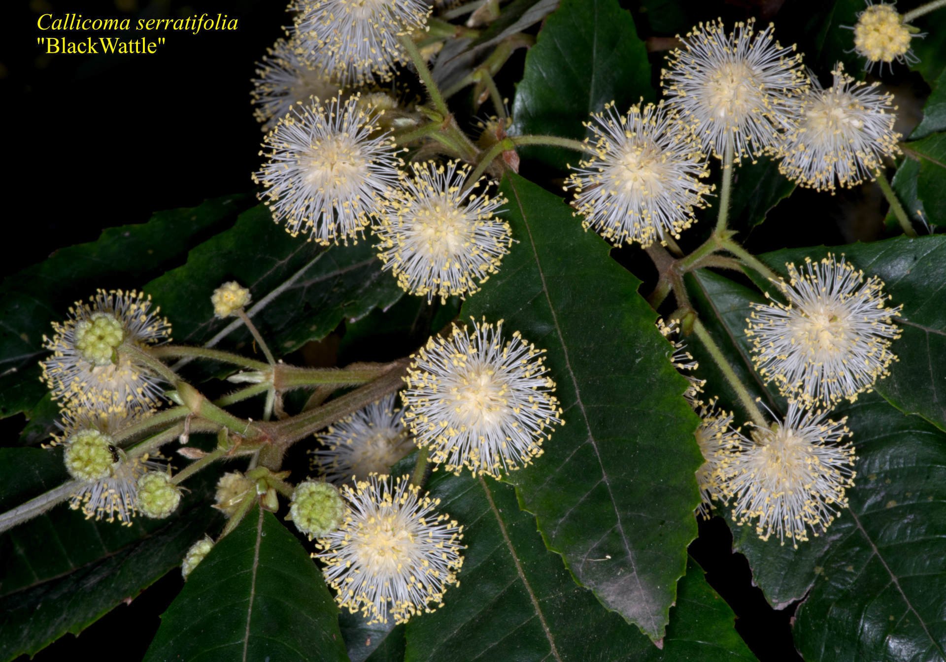 Bossiaea Rhombifolia