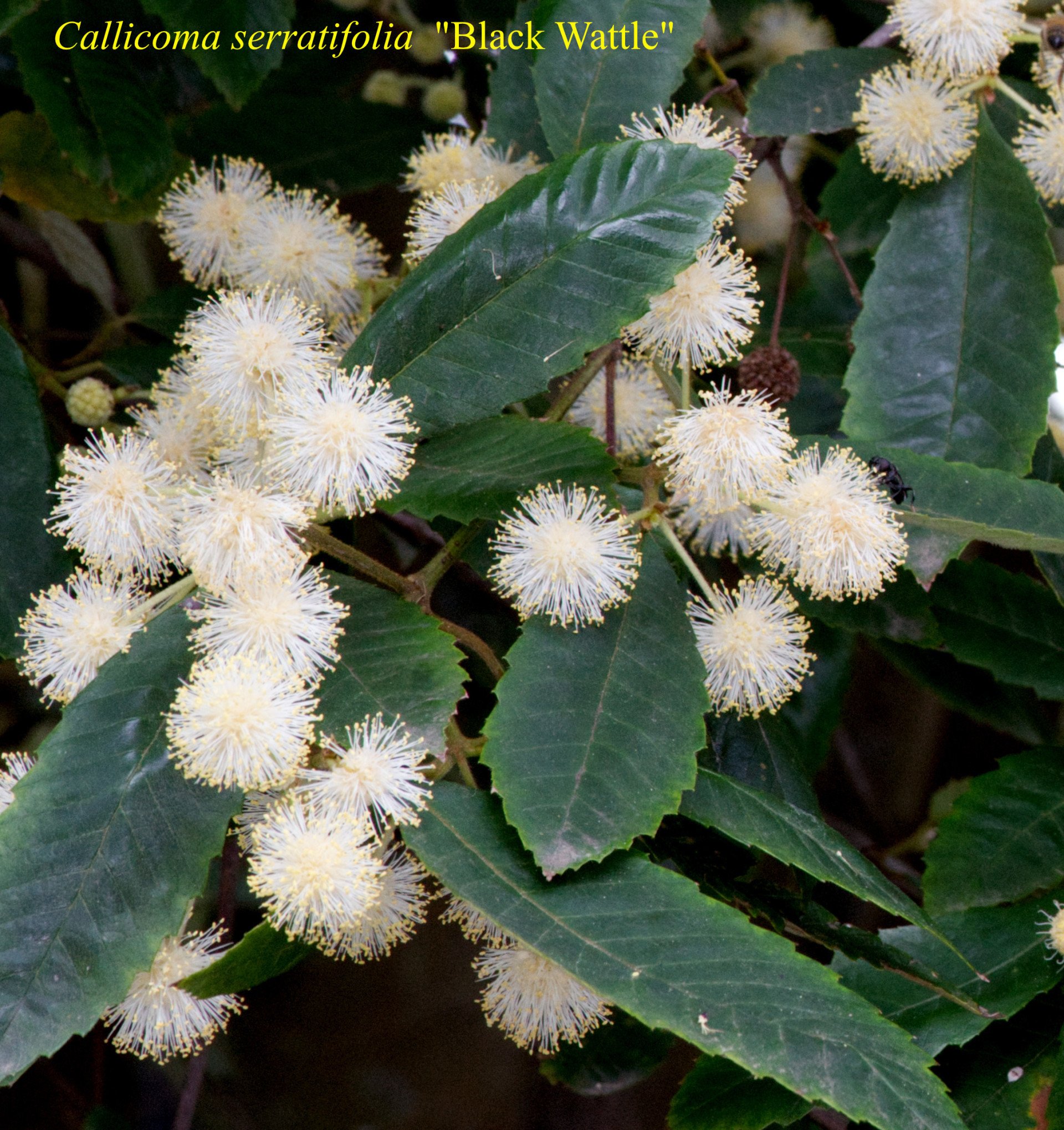 Callicoma+serratifolia