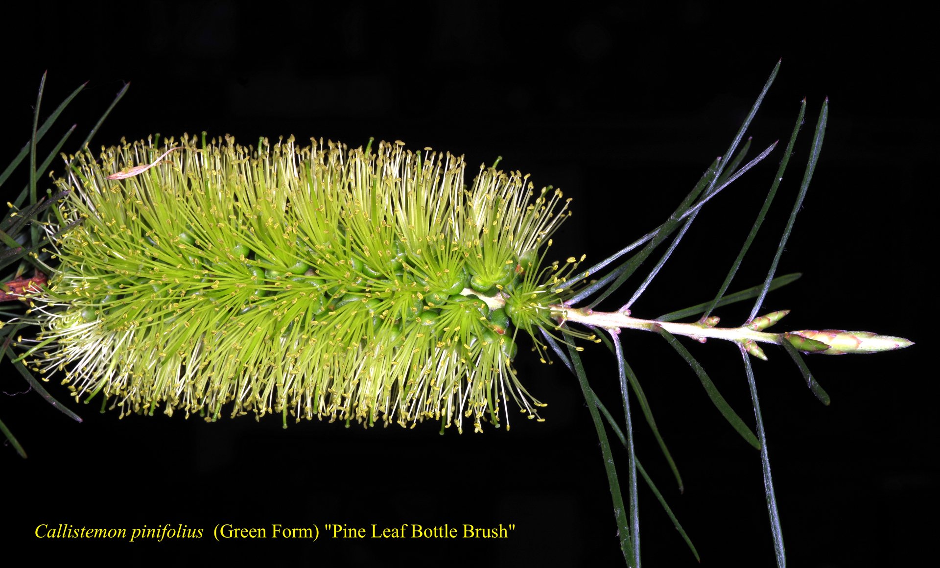 Callistemon Pinifolius