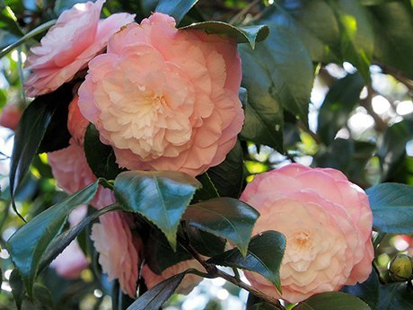 Camellia Gardens