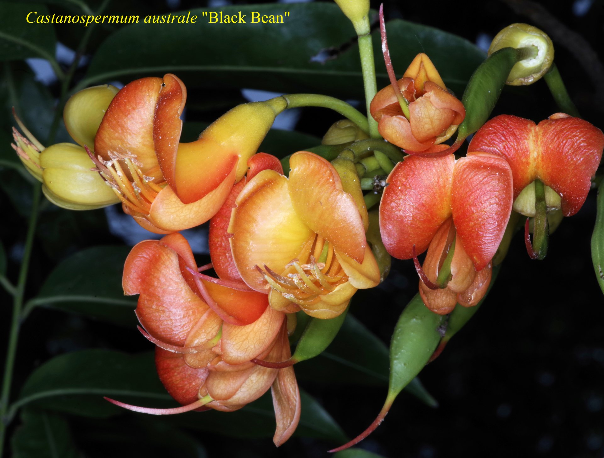 Castanospermum+australe