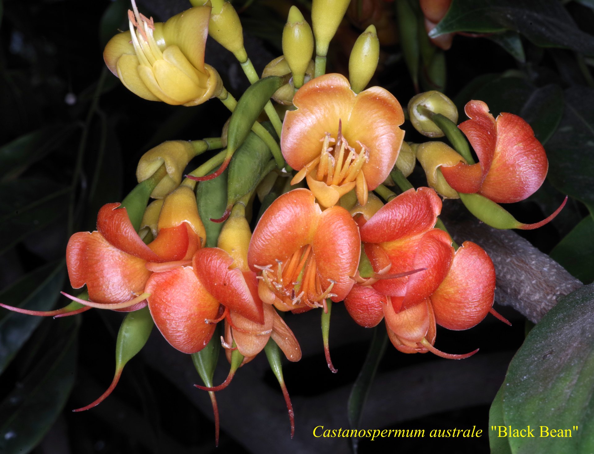 Castanospermum Australe