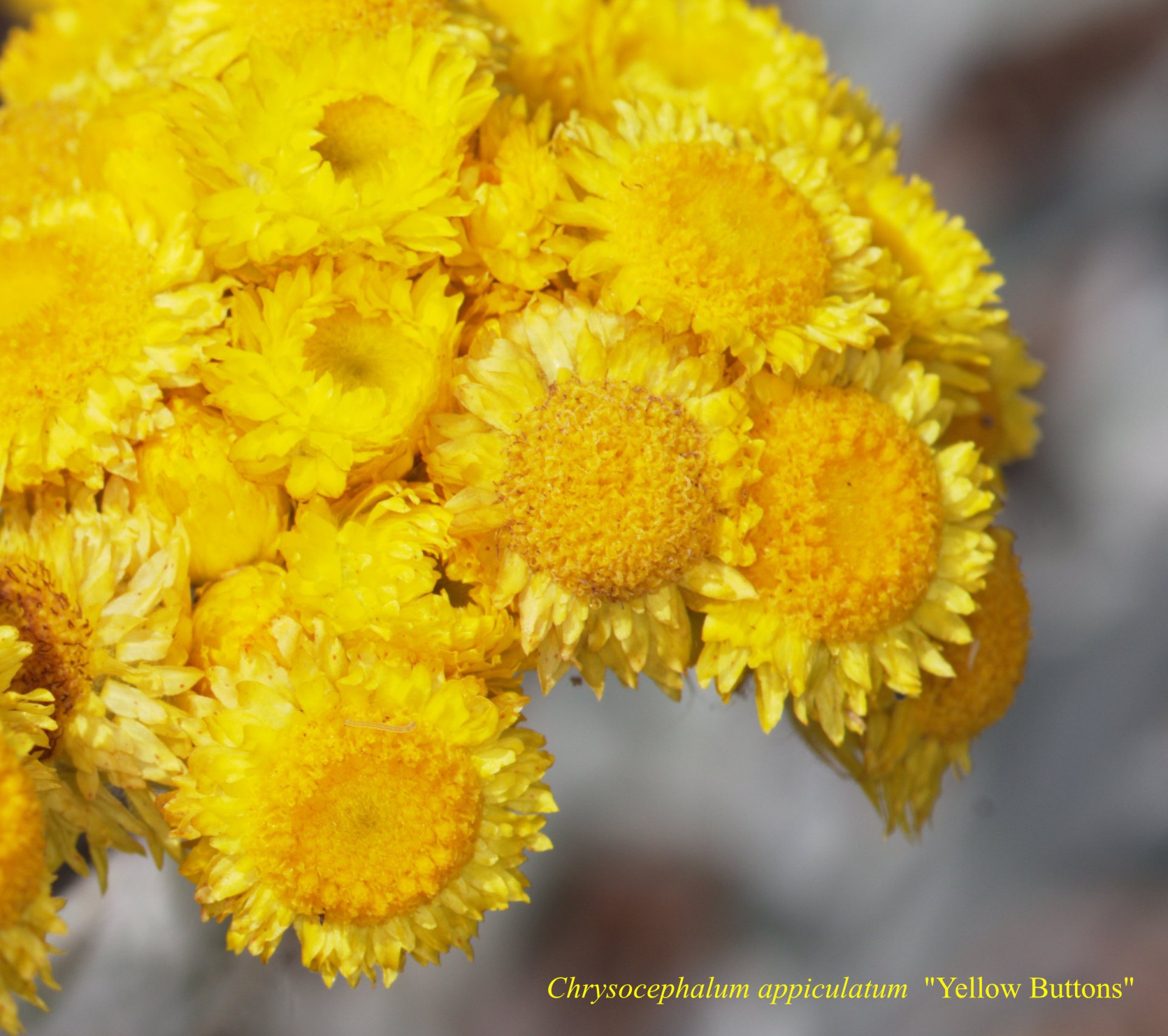 Chrysocephalum Appiculatum