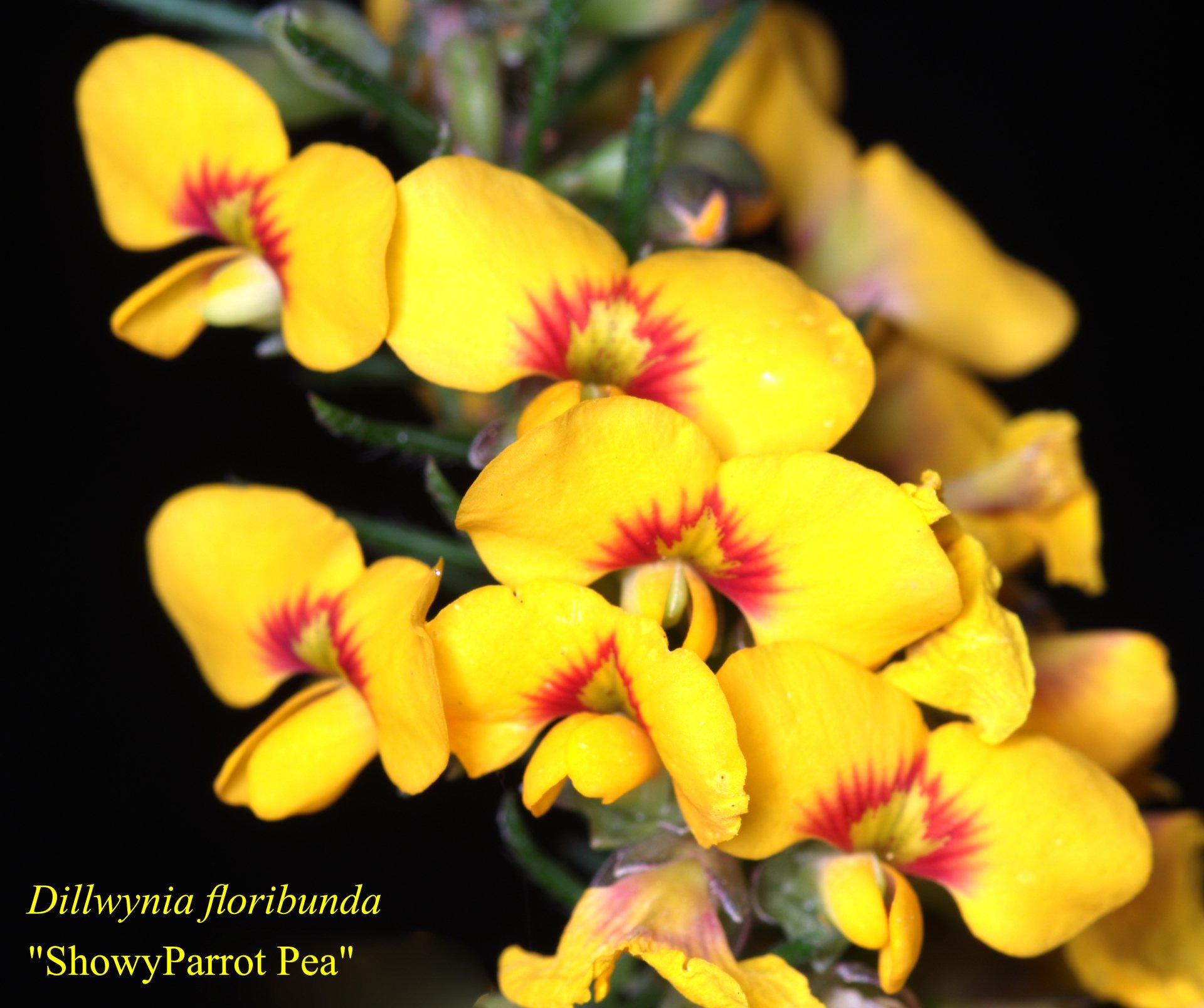 Dillwinia Florabunda