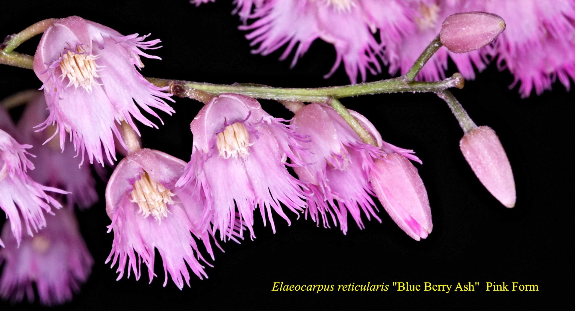 Elaeocarpus Reticulatus