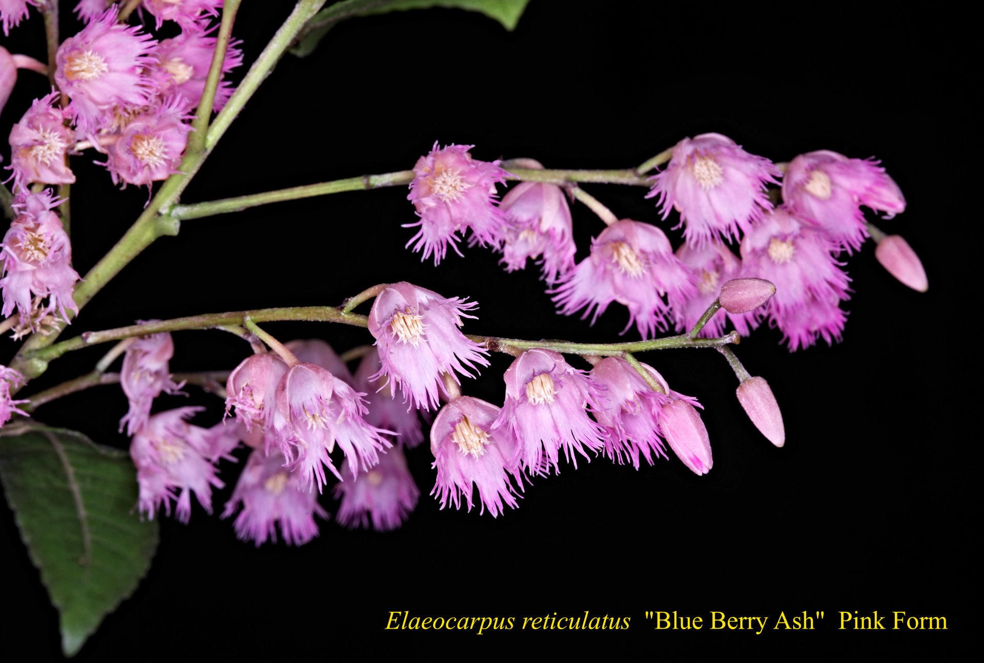 Elaeocarpus Reticulatus