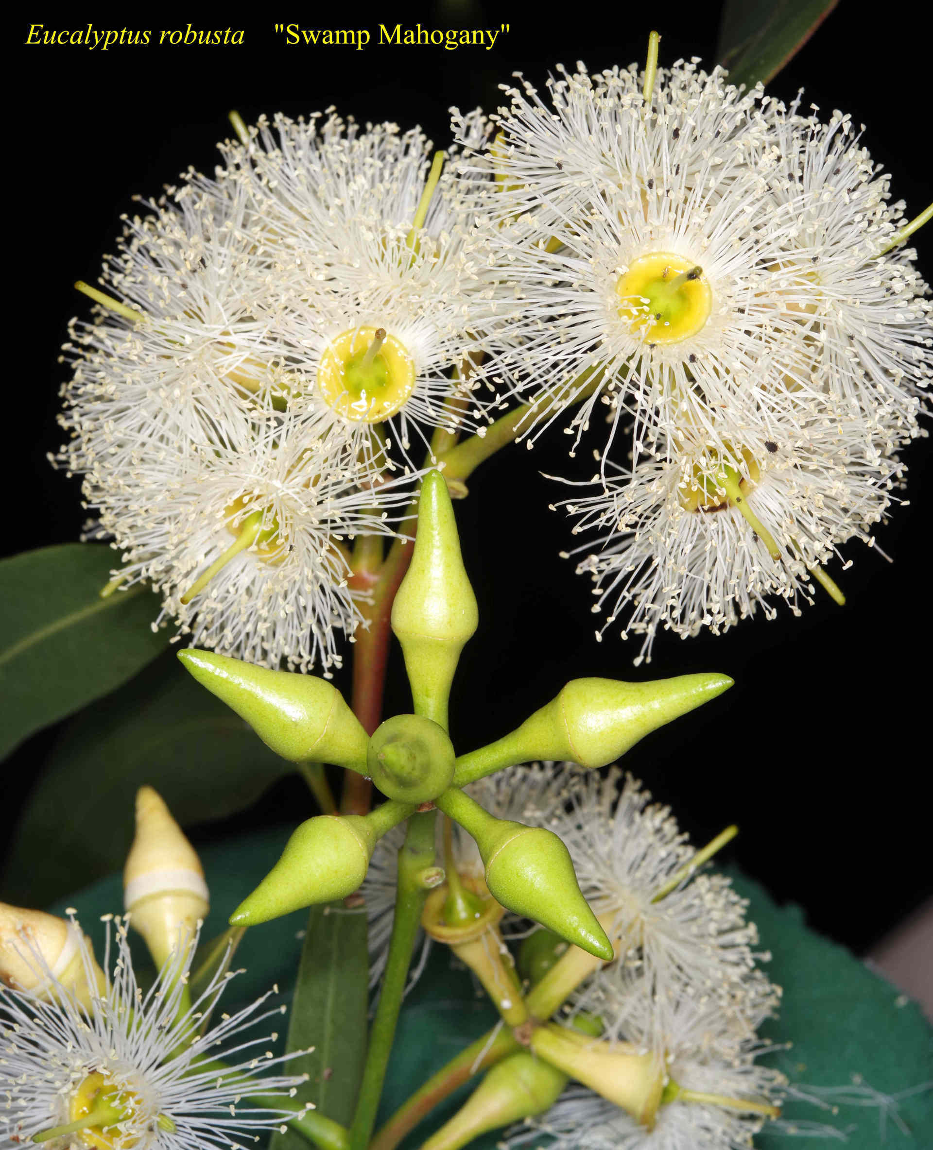 Eucalyptus Robusta