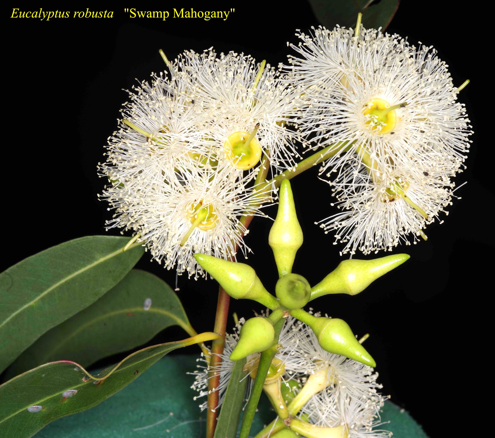 Eucalyptus Robusta