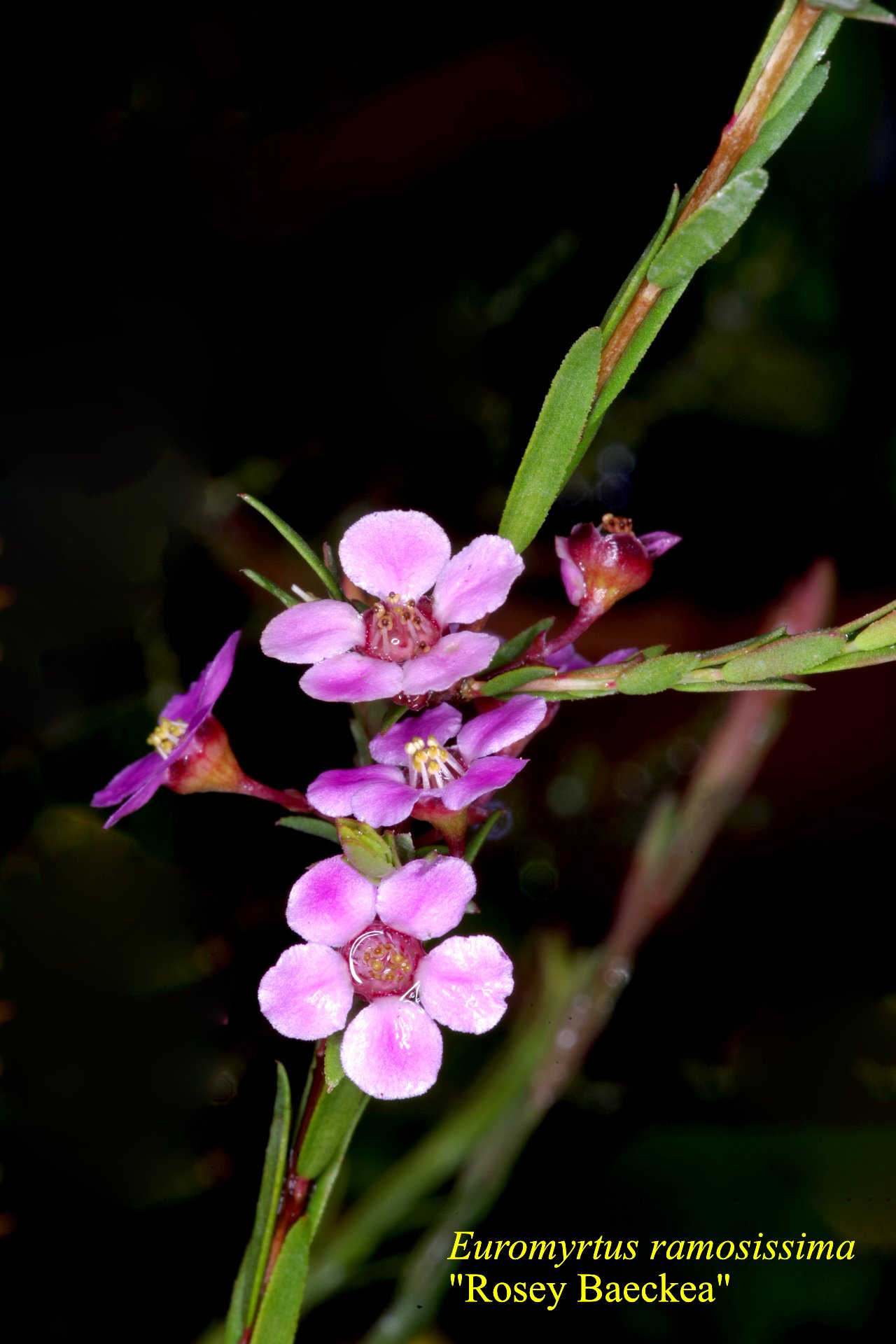 Euromyrtus Ramosissima