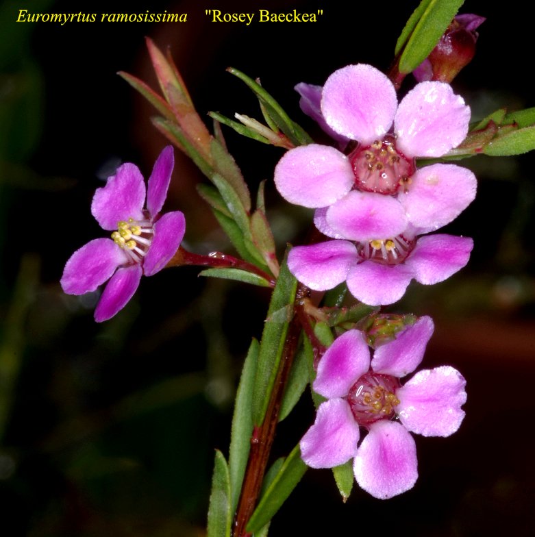 Euromyrtus+ramosissima