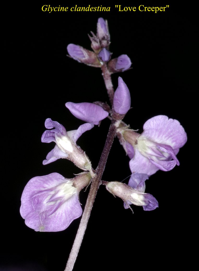 Glycine Clandestina