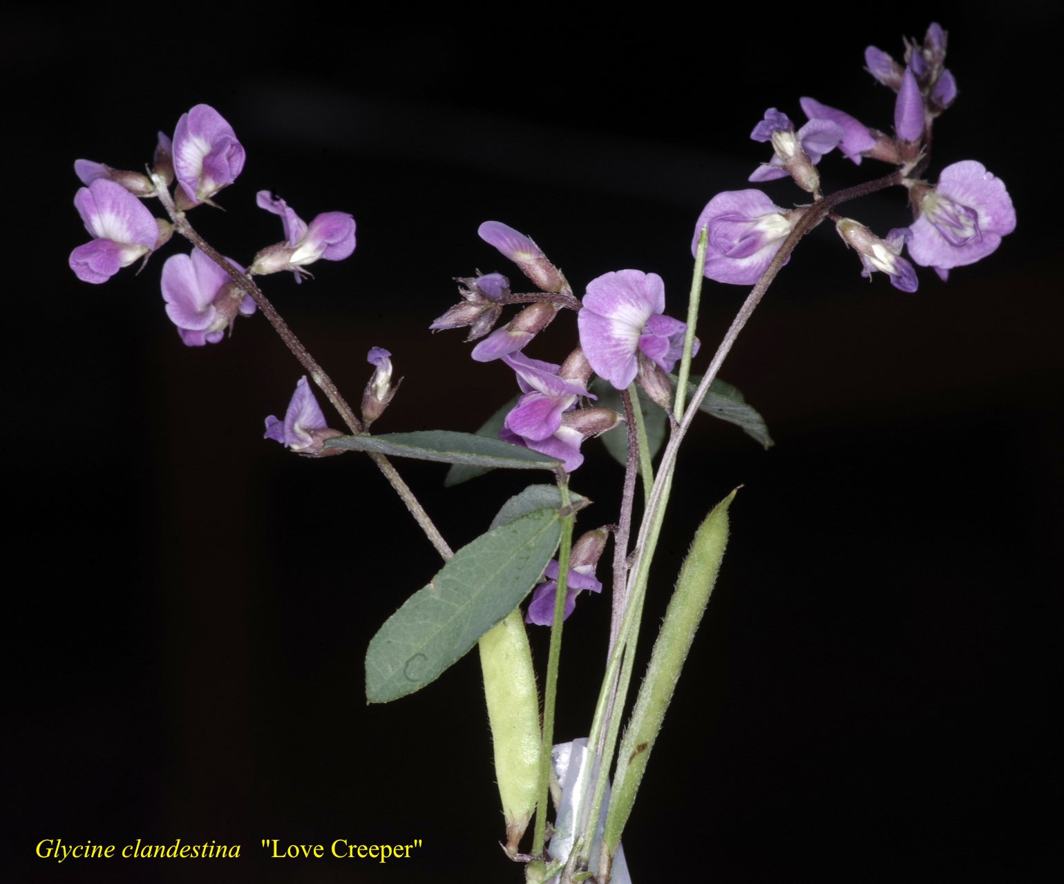 Glycine Clandestina