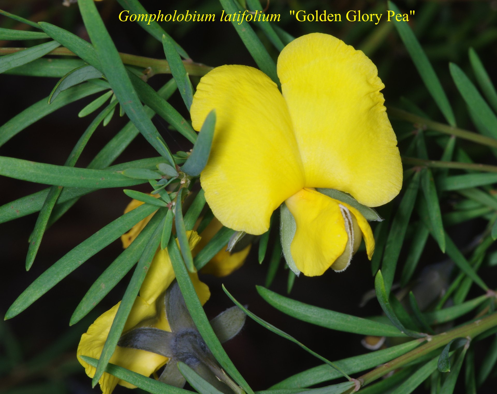 Gompholobium Latifolium