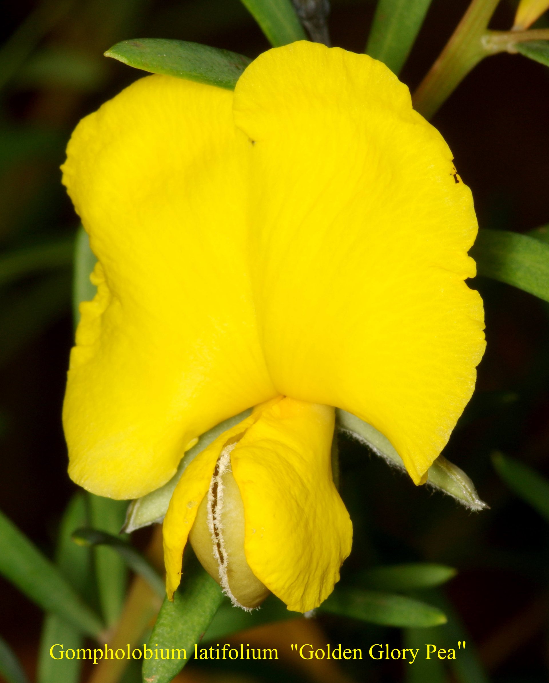 Gompholobium Latifolium