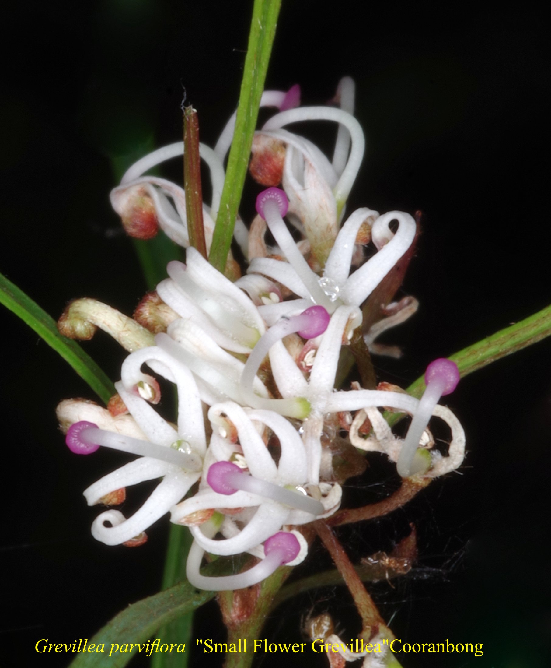 Grevillea Parviflora Cooranbong