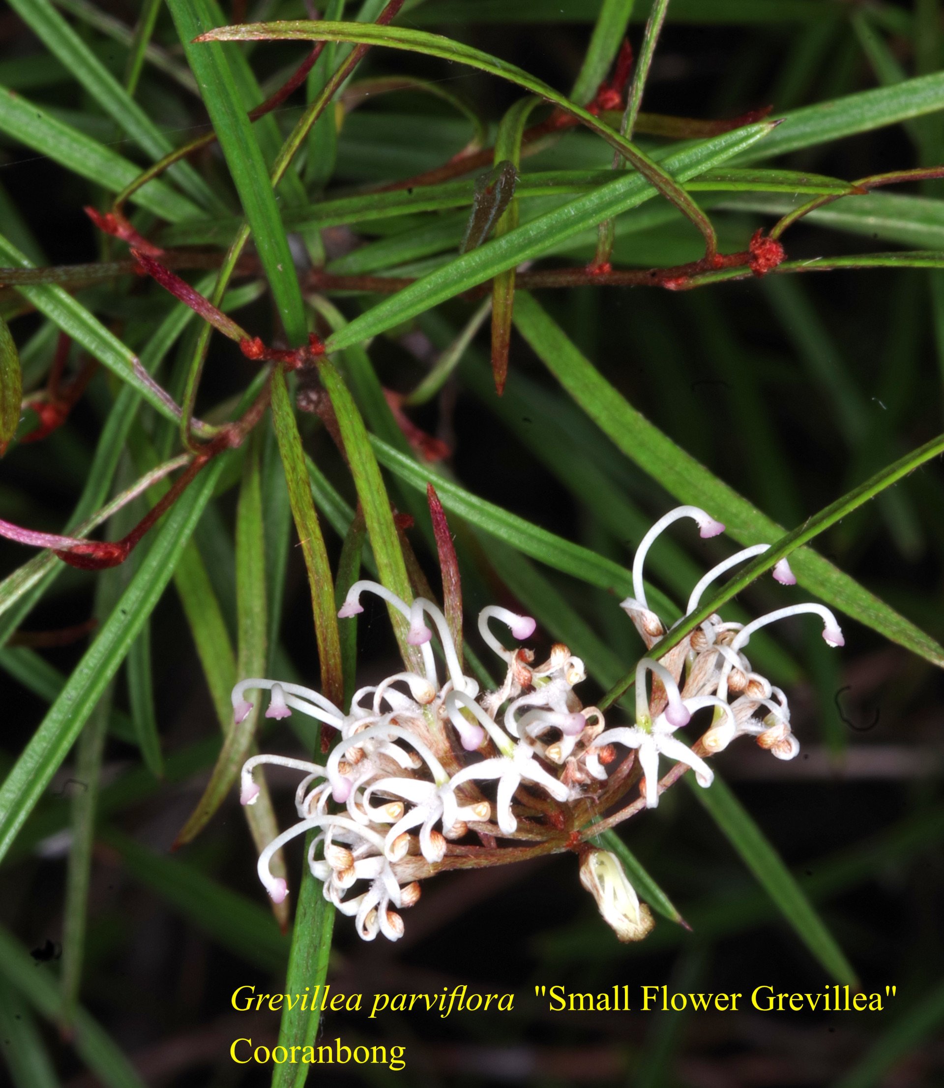 Grevillea Parviflora