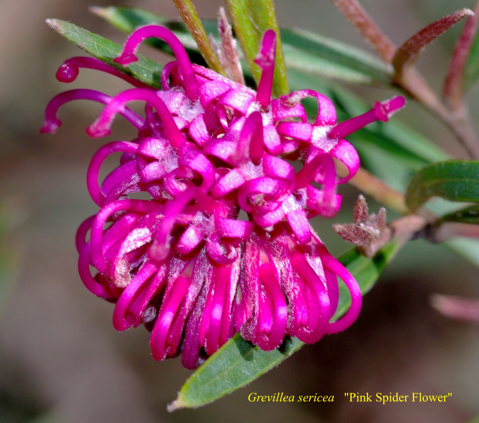 Grevillea Sericea