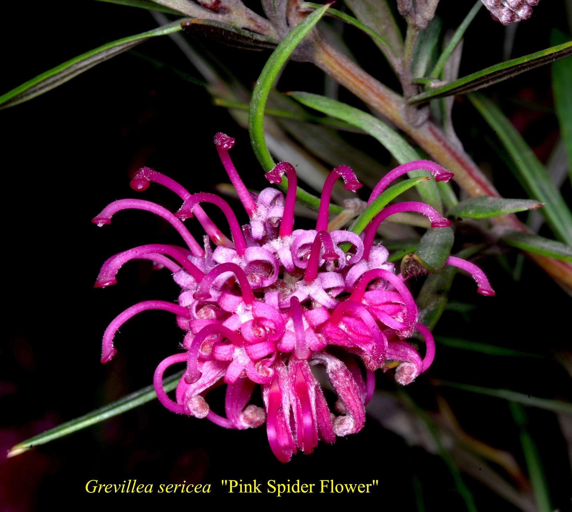 Grevillea Sericea