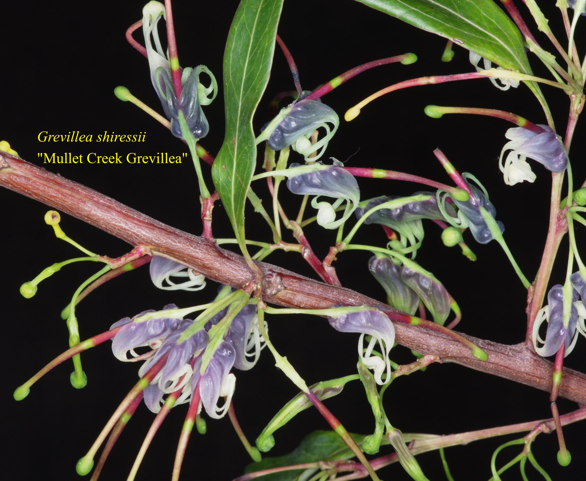 Grevillea+shiressii