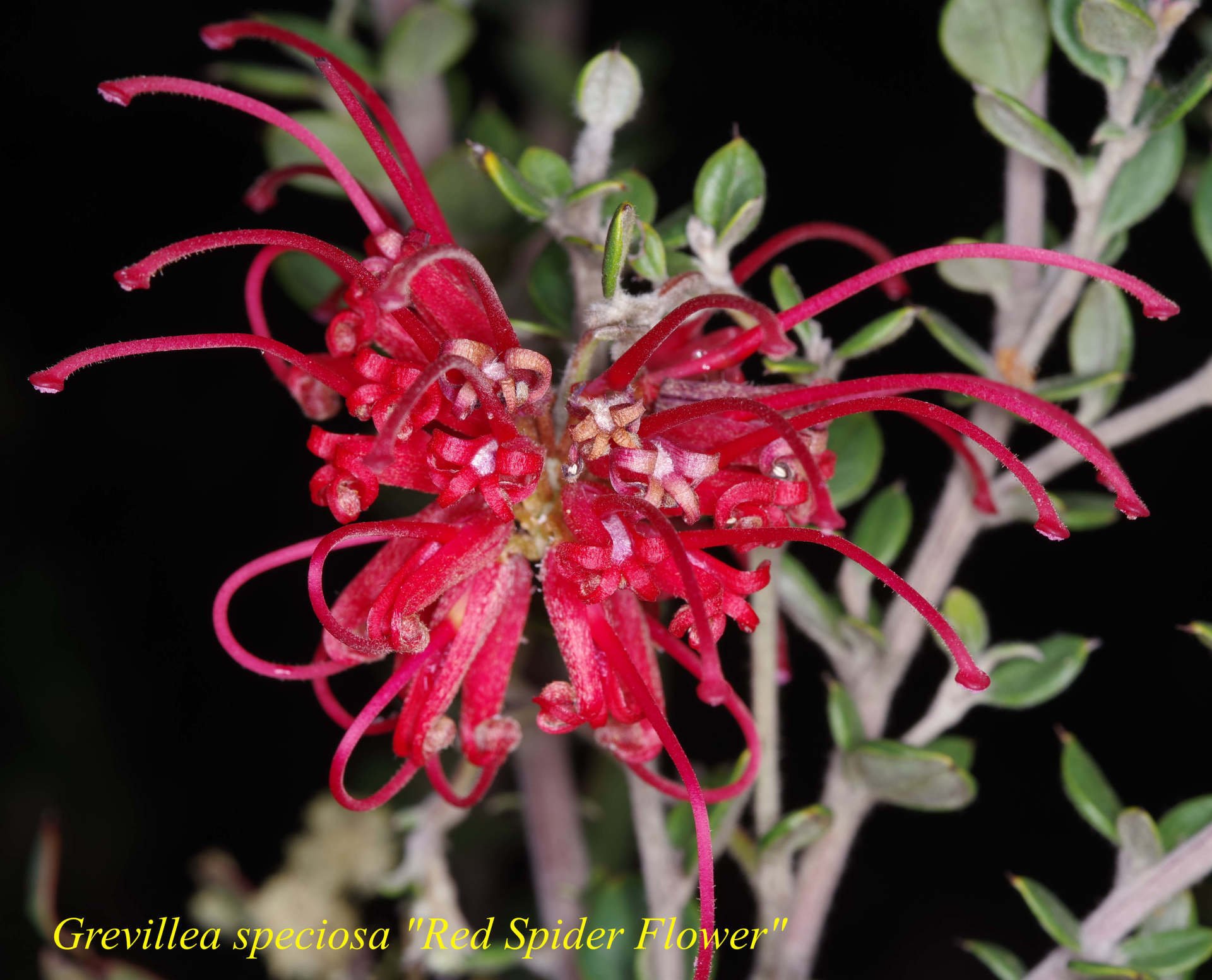 Grevillea Speciosa