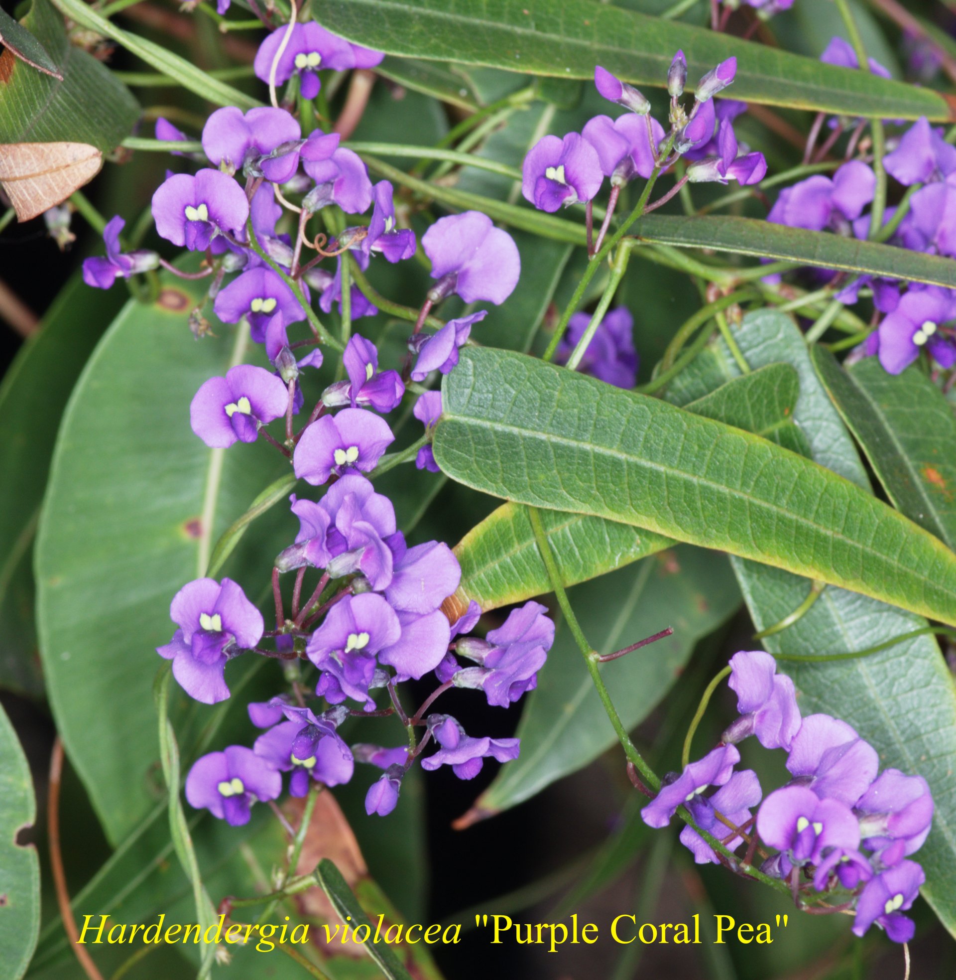 Hardenbergia Violacea