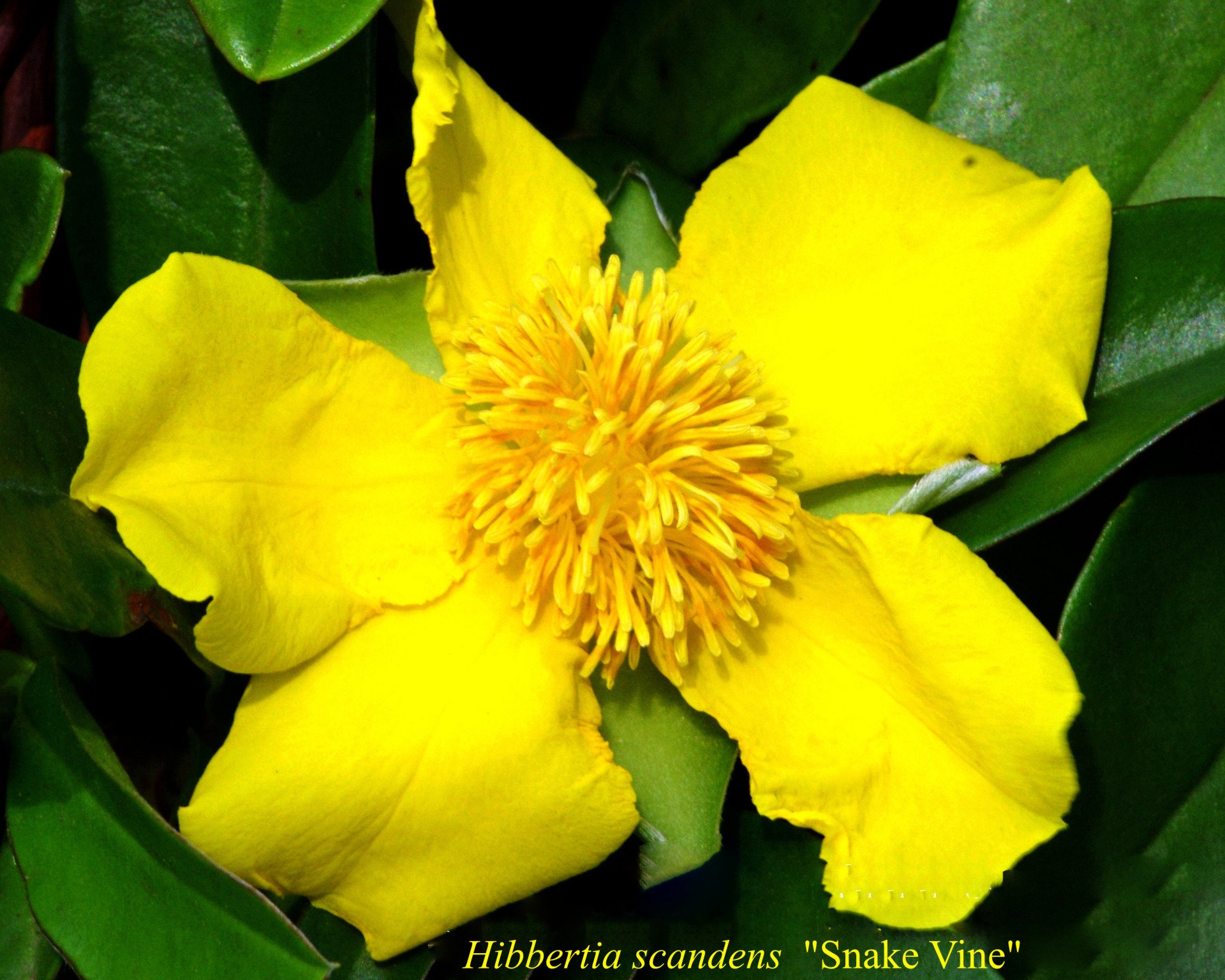 Hibbertia Scandens