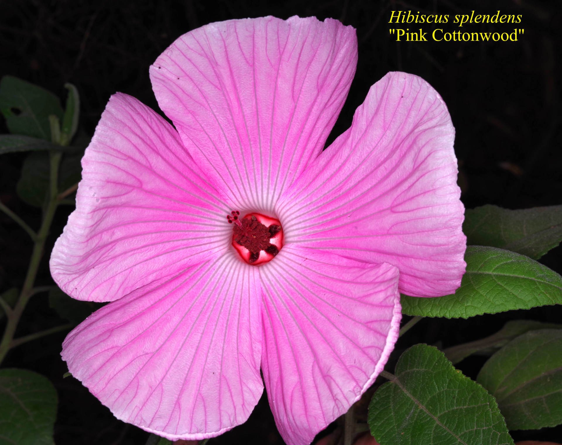 Hibiscus Splendens