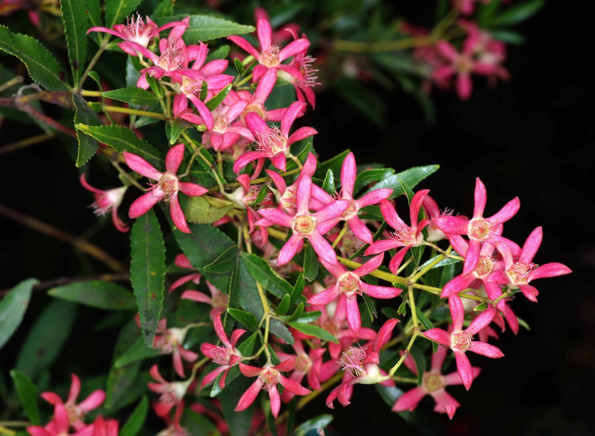 Hunter Region plants