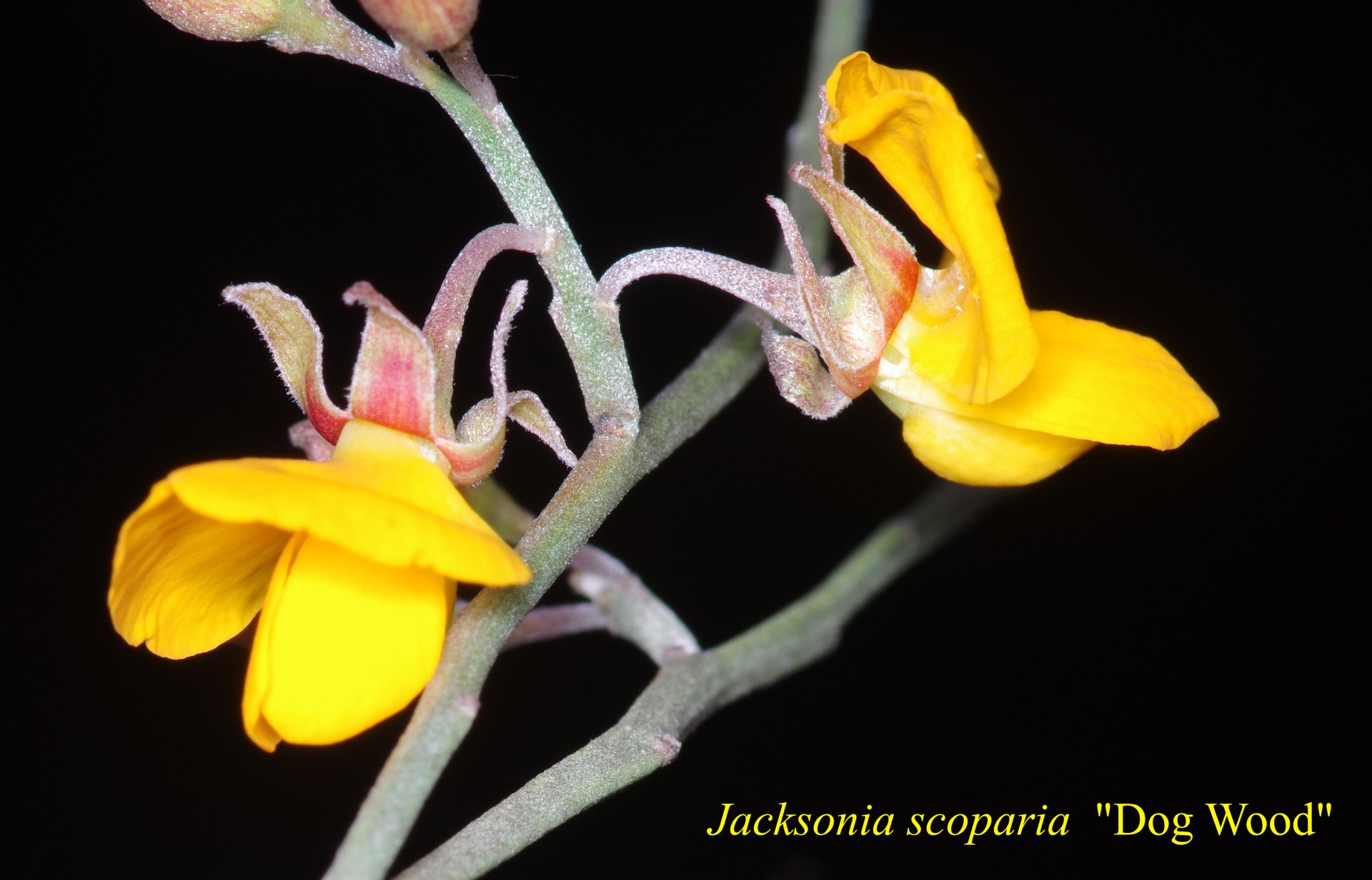 Jacksonia Scoparia