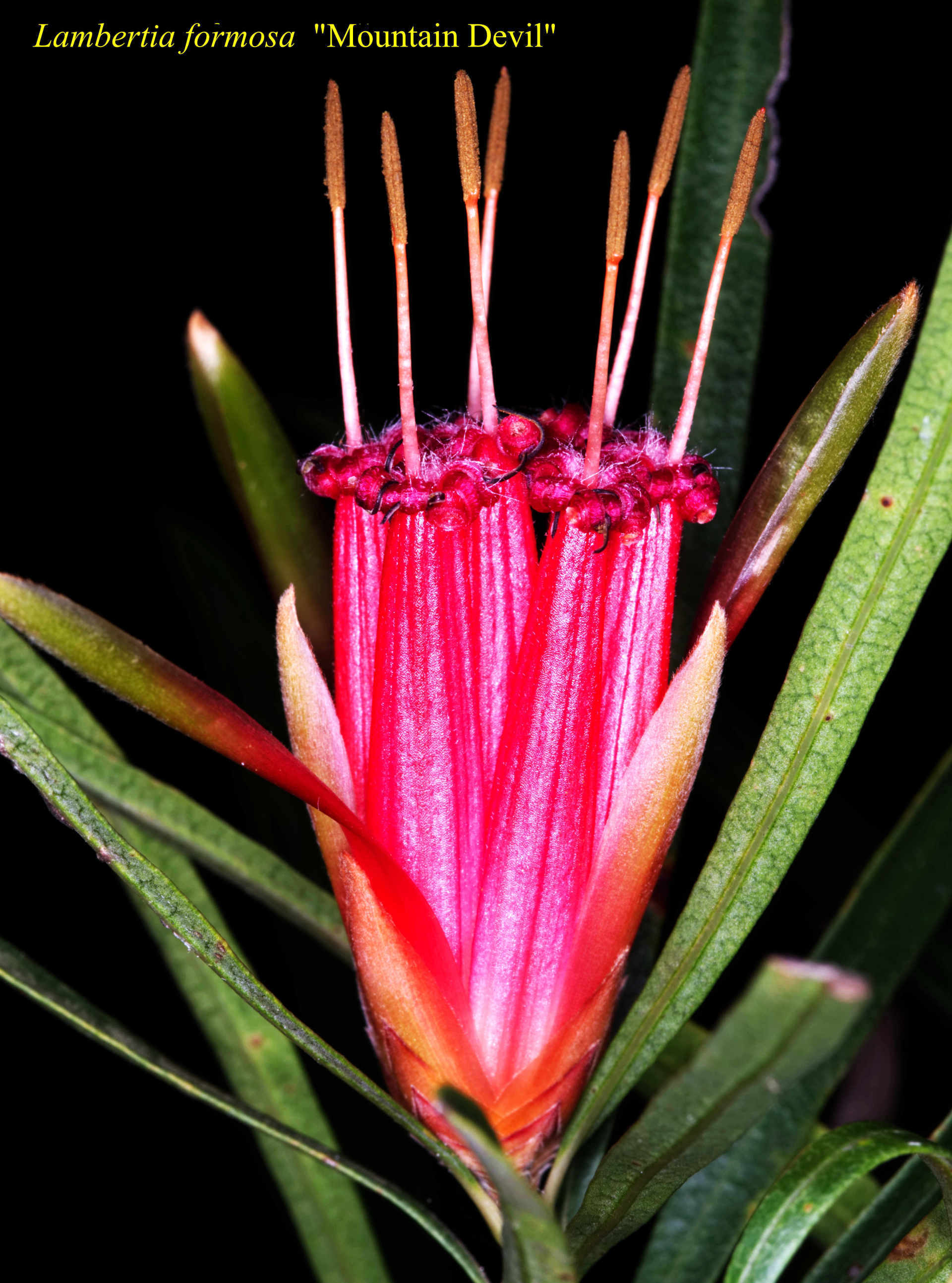 Lambertia Formosa