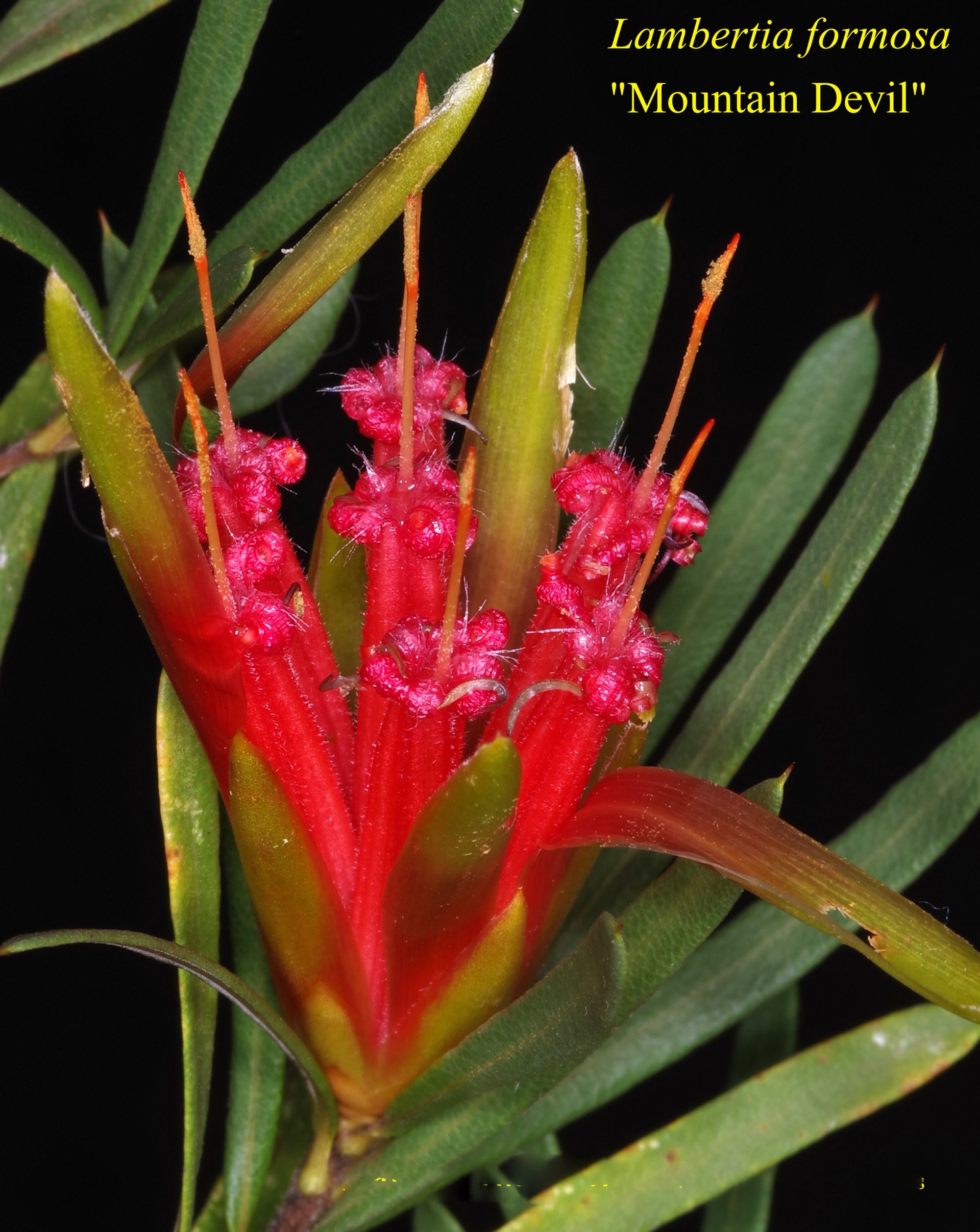Lambertia Formosa