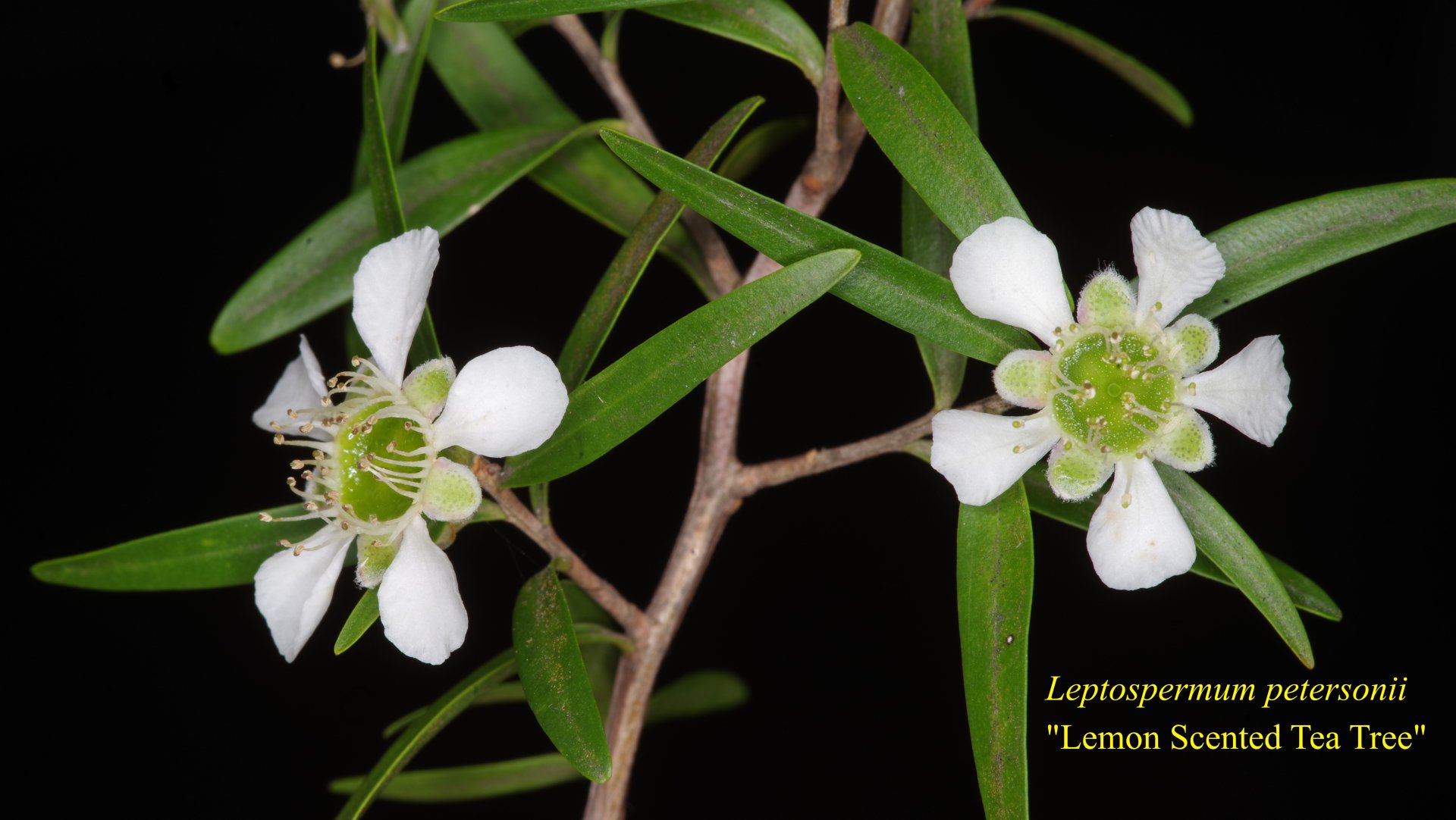 Leptospermum Petersonii
