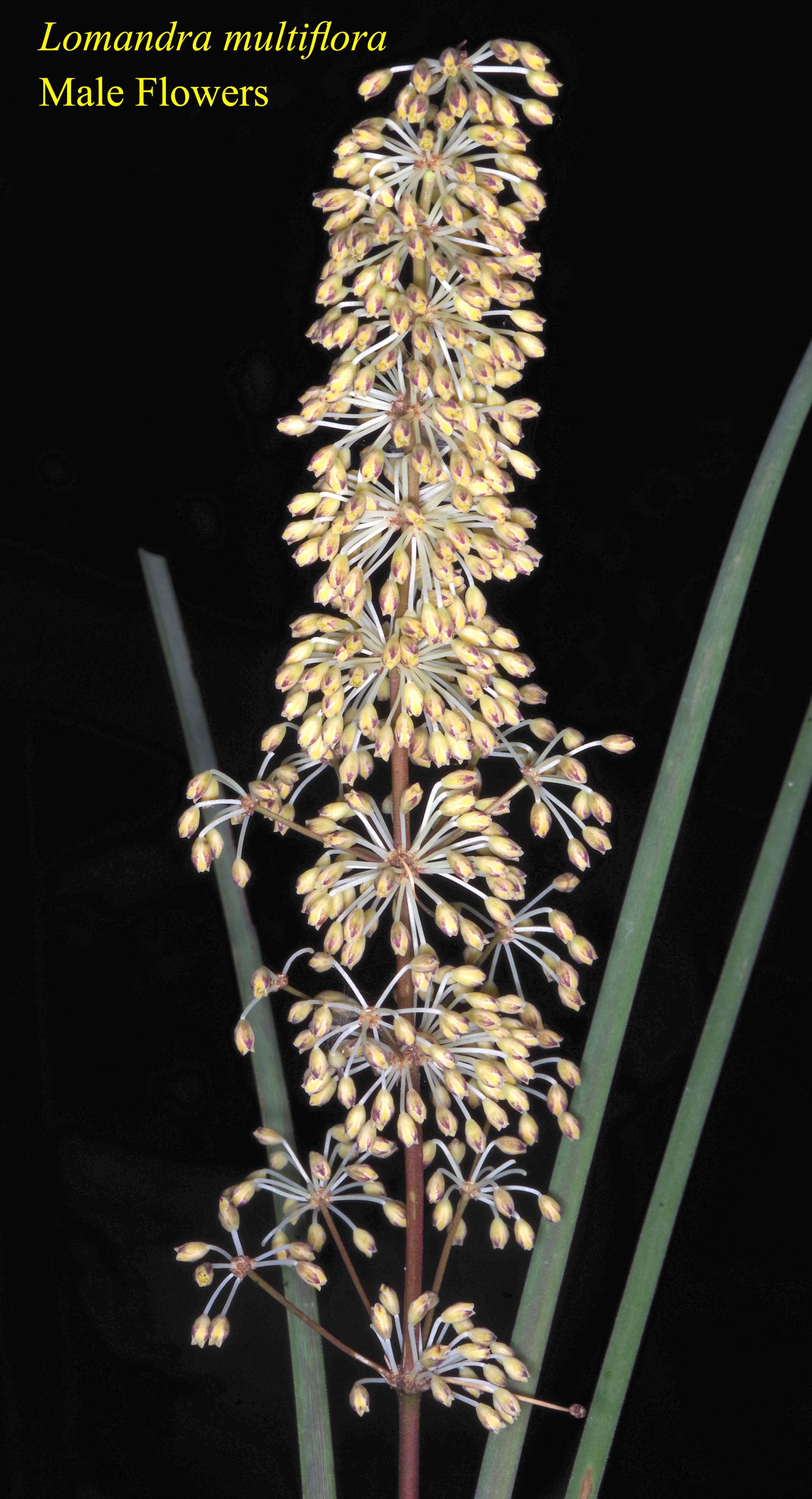 Lomandra Multiflora