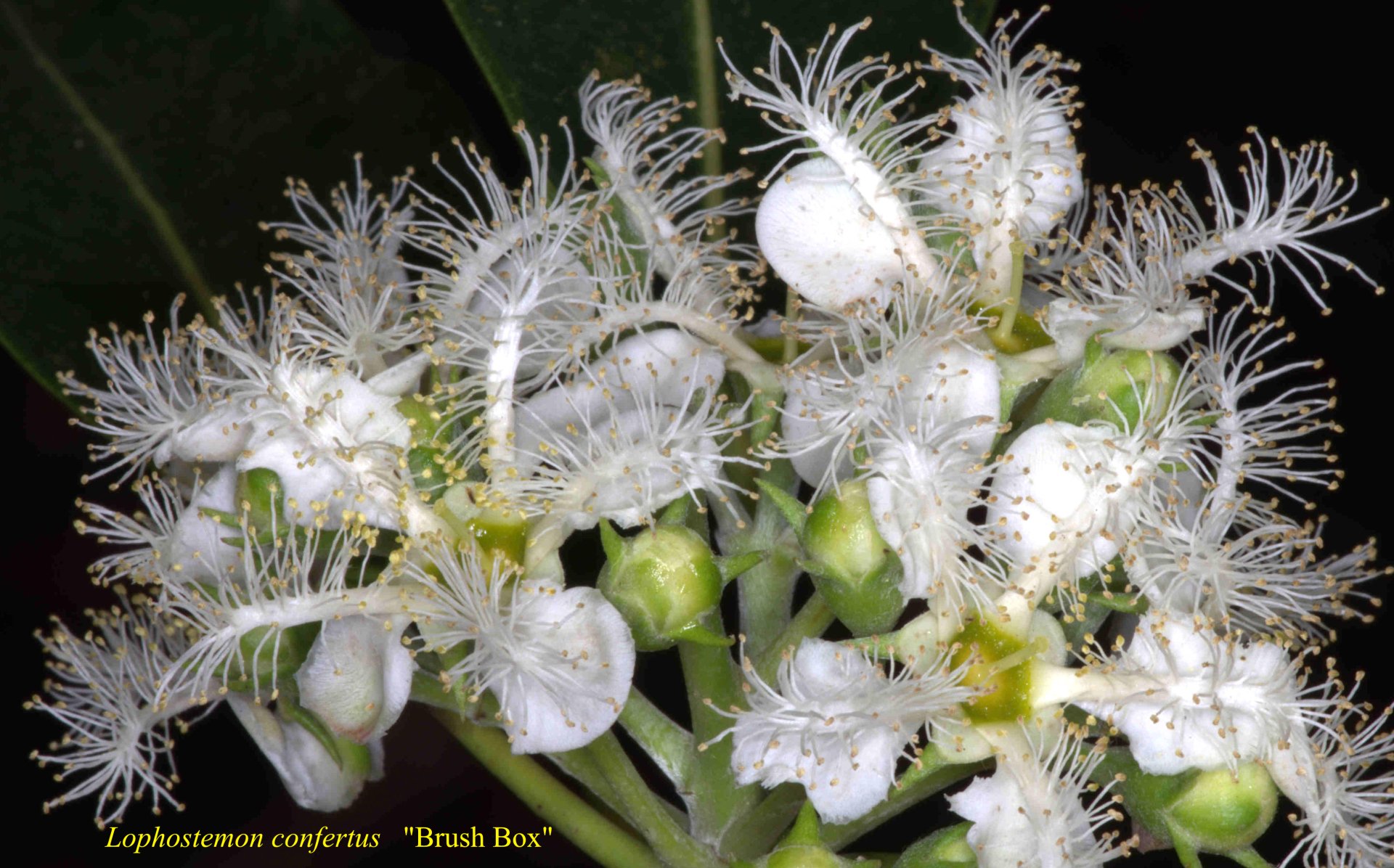 Lophostemon Confertus