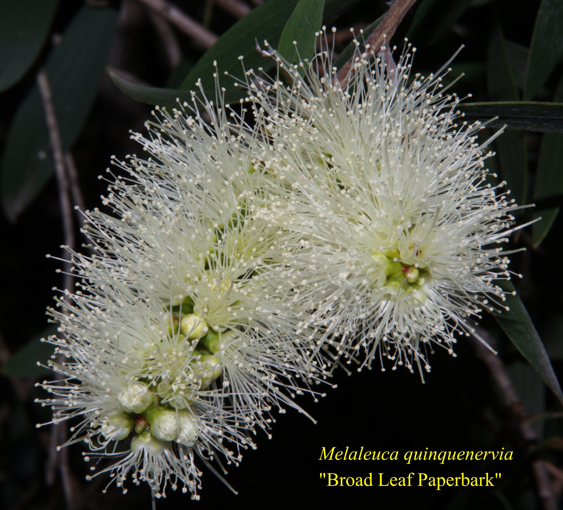 Melaleuca Quinquenervia