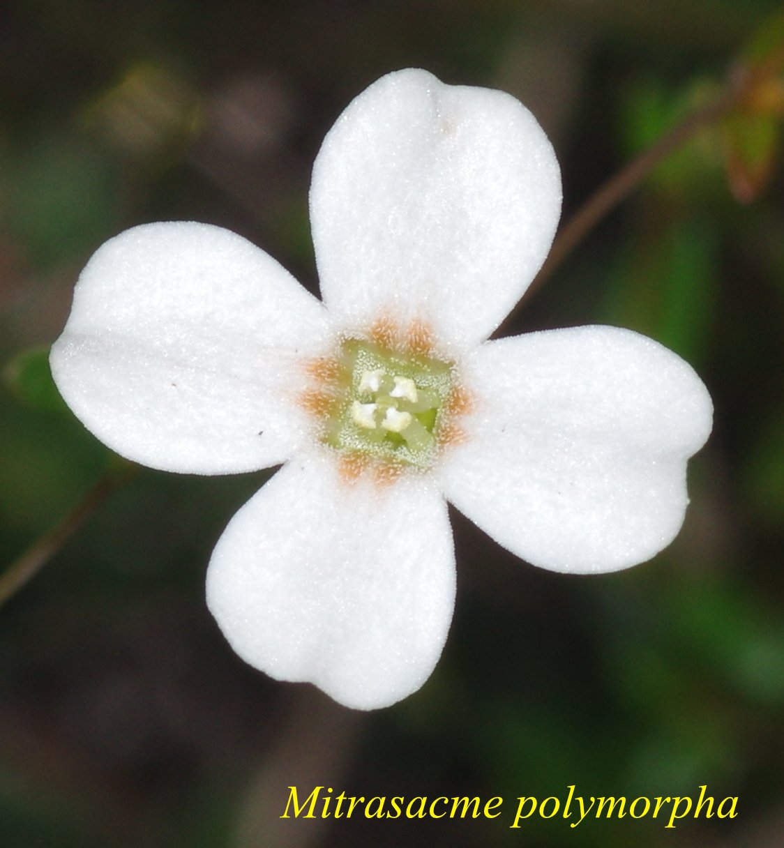 Mitrasacme Polymorpha