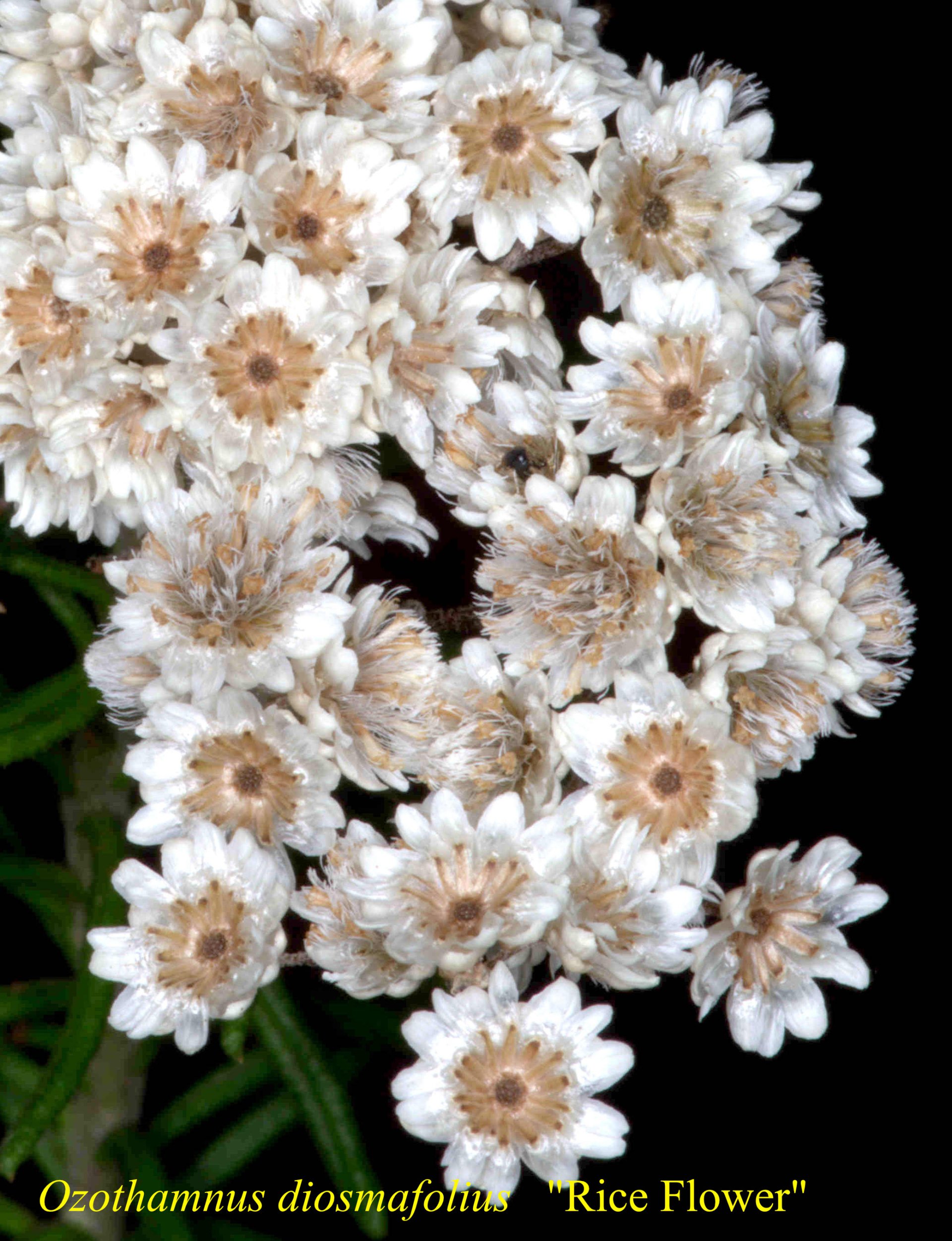 Ozothamnus Diosmifolius