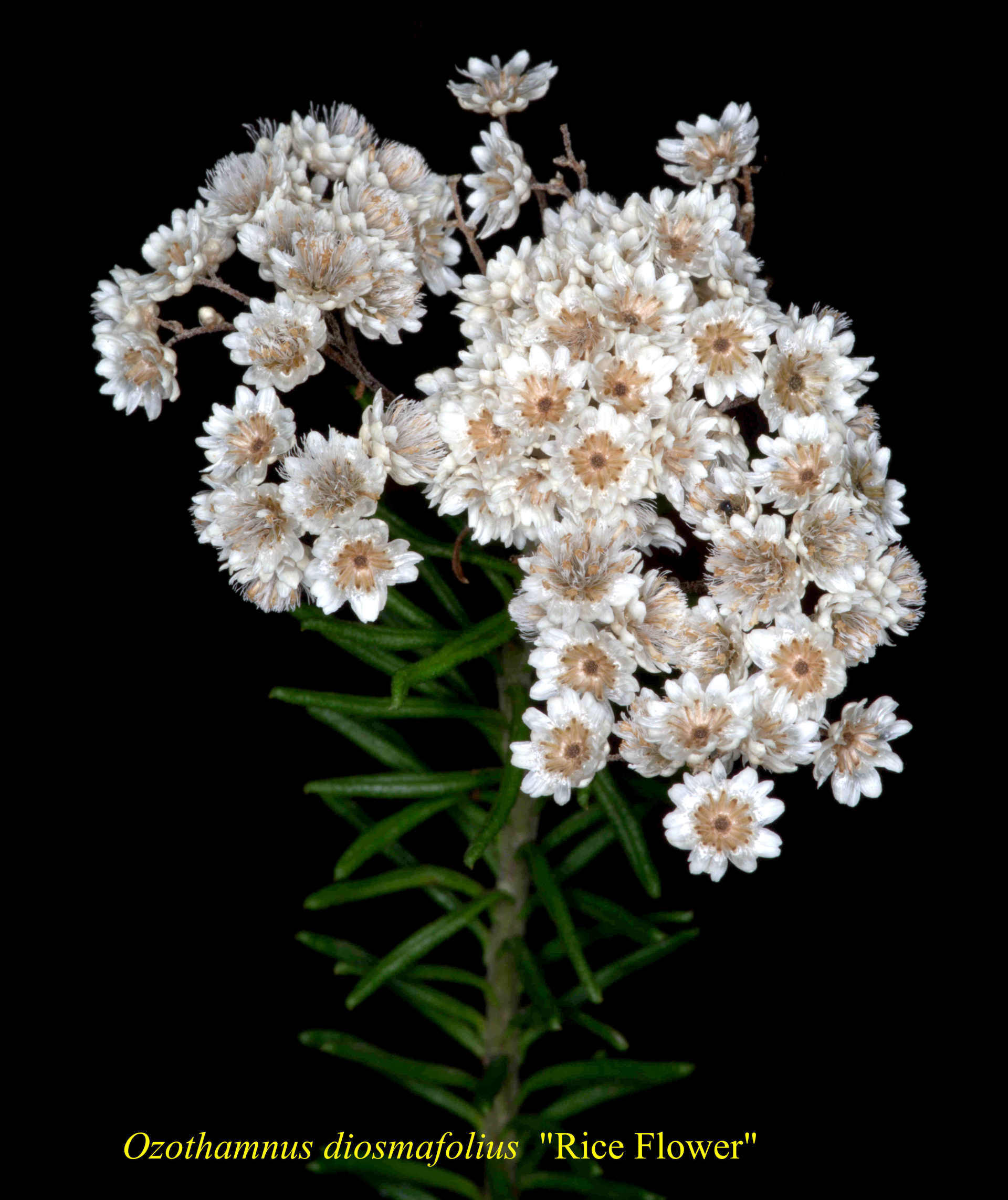 Ozothamnus Diosmifolius