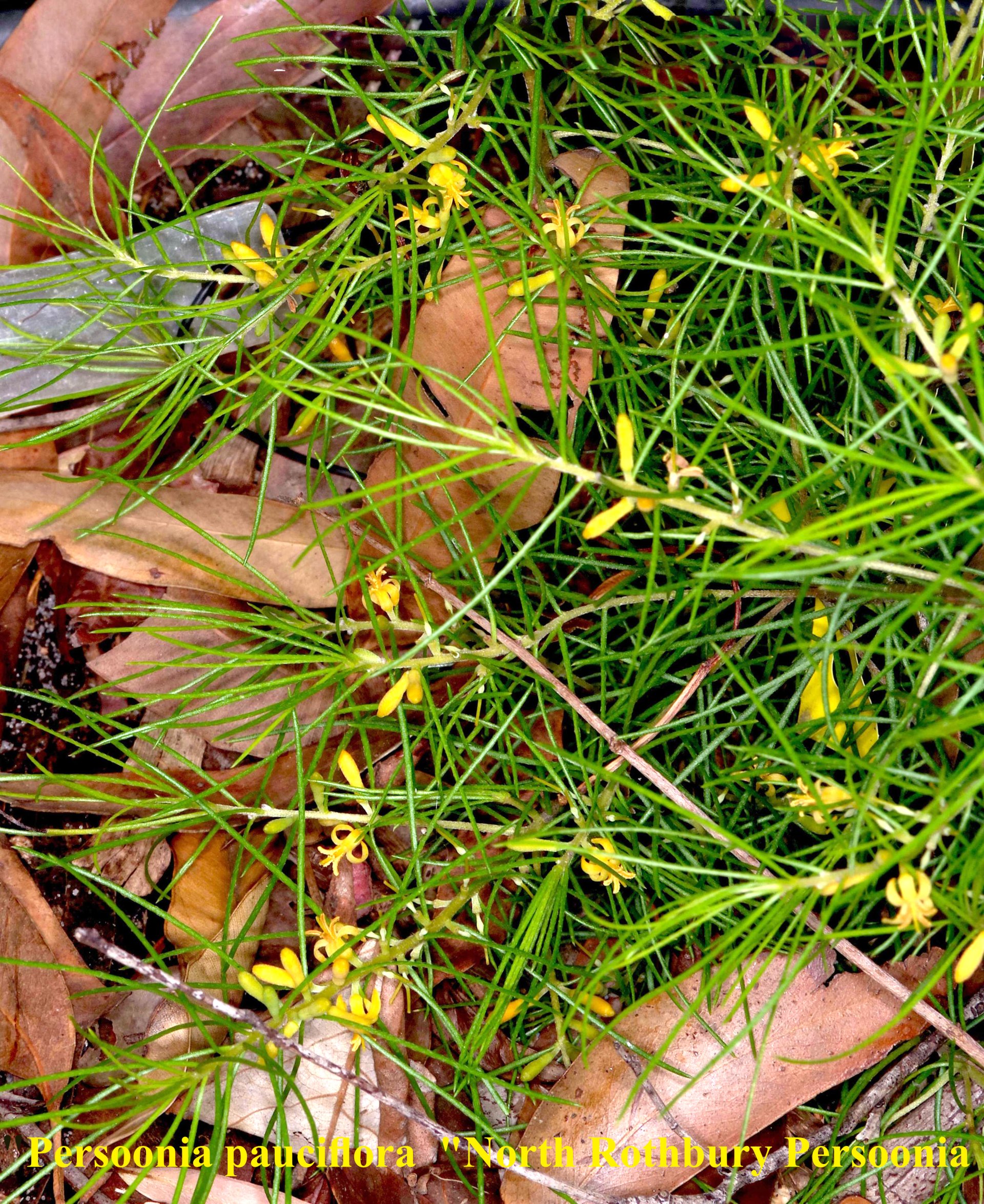 Persoonia Pauciflora